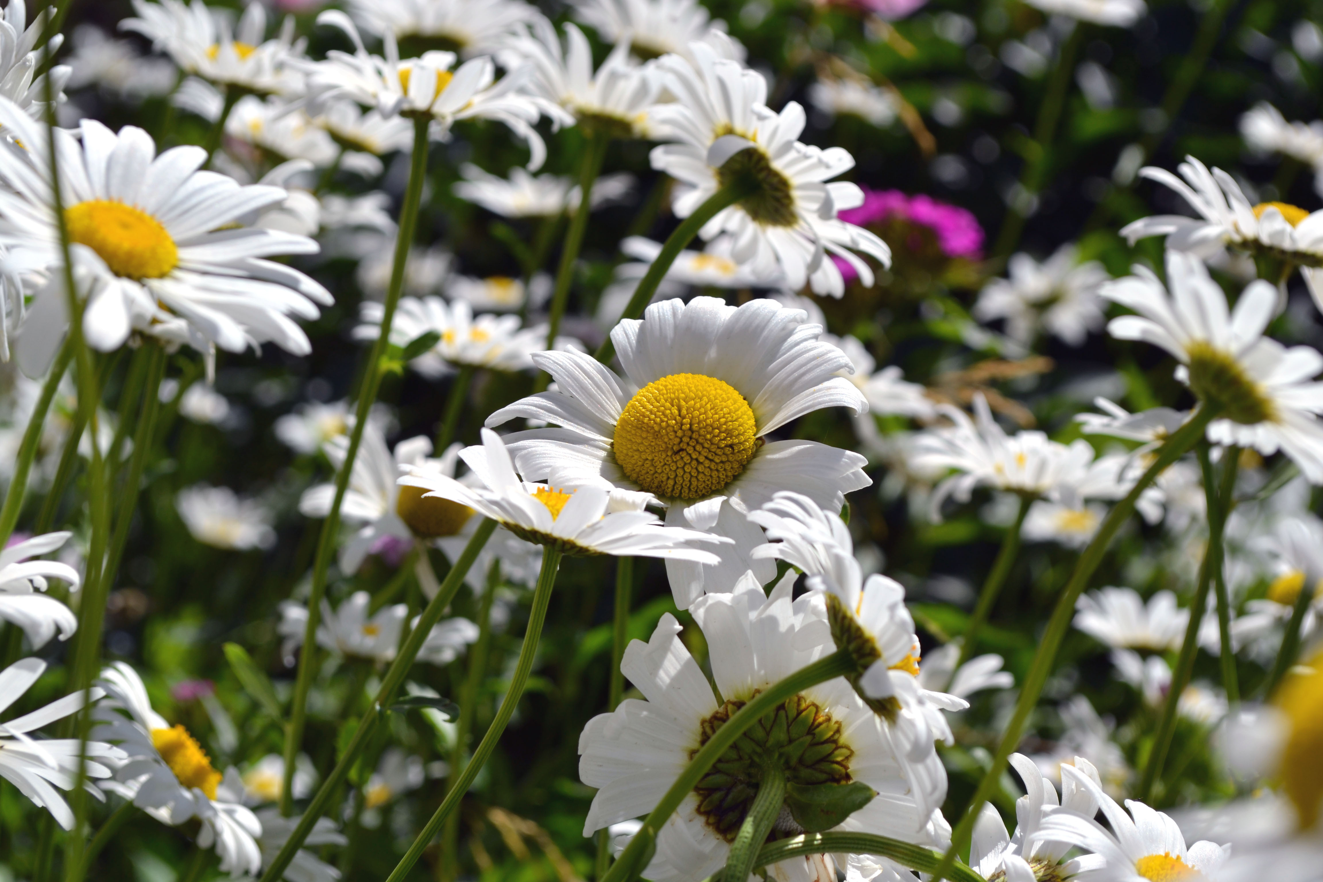 Descarga gratuita de fondo de pantalla para móvil de Flores, Flor, Tierra/naturaleza.