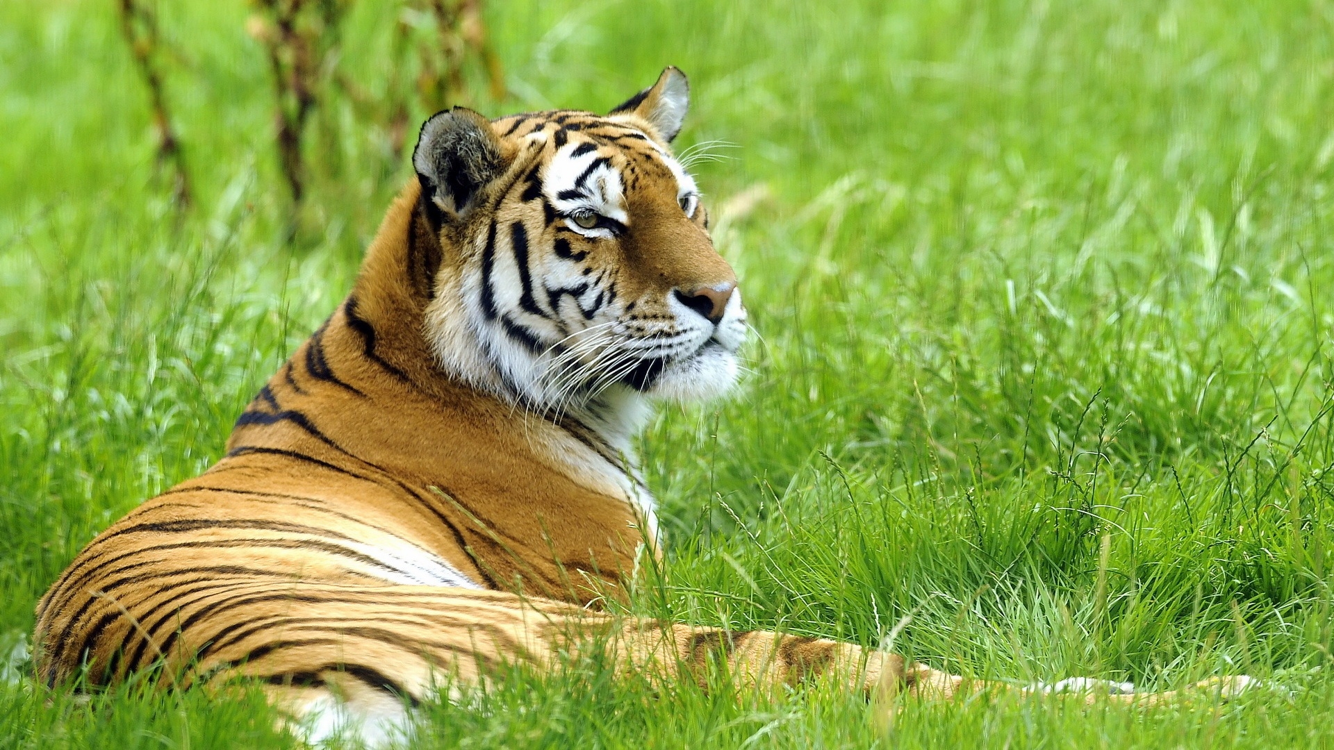 Baixe gratuitamente a imagem Animais, Gatos, Tigre na área de trabalho do seu PC