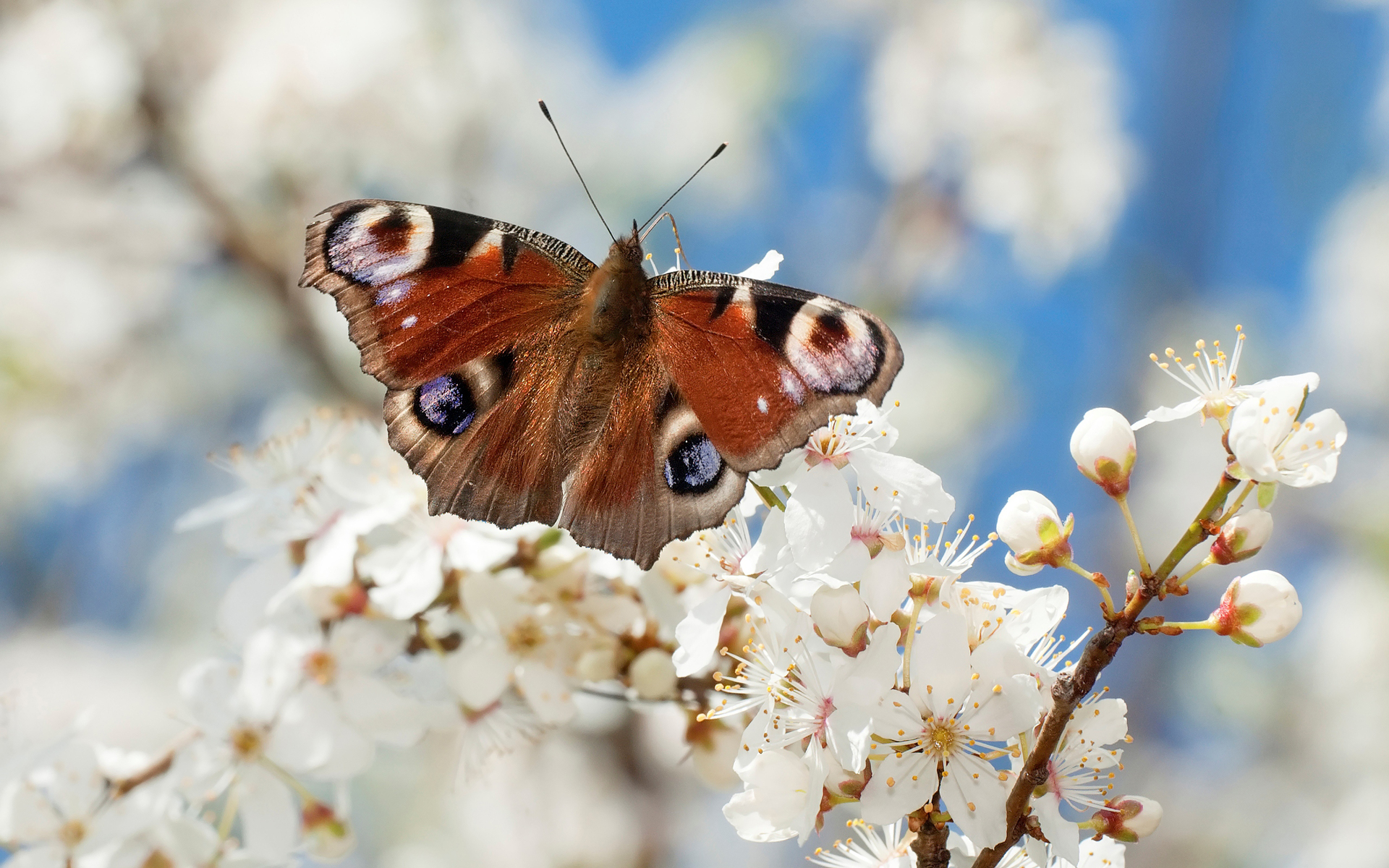 Free download wallpaper Nature, Flower, Butterfly, Animal, Blossom on your PC desktop