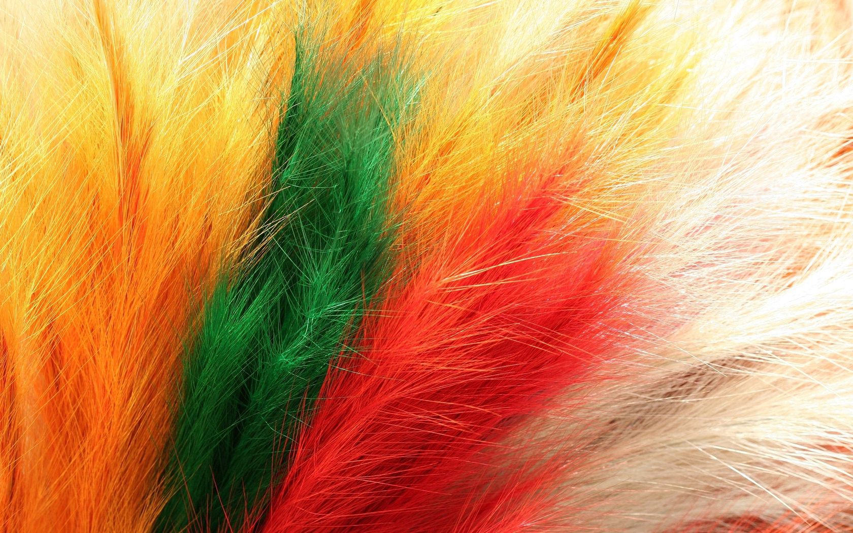 PC Wallpapers motley, feather, macro, multicolored, fur