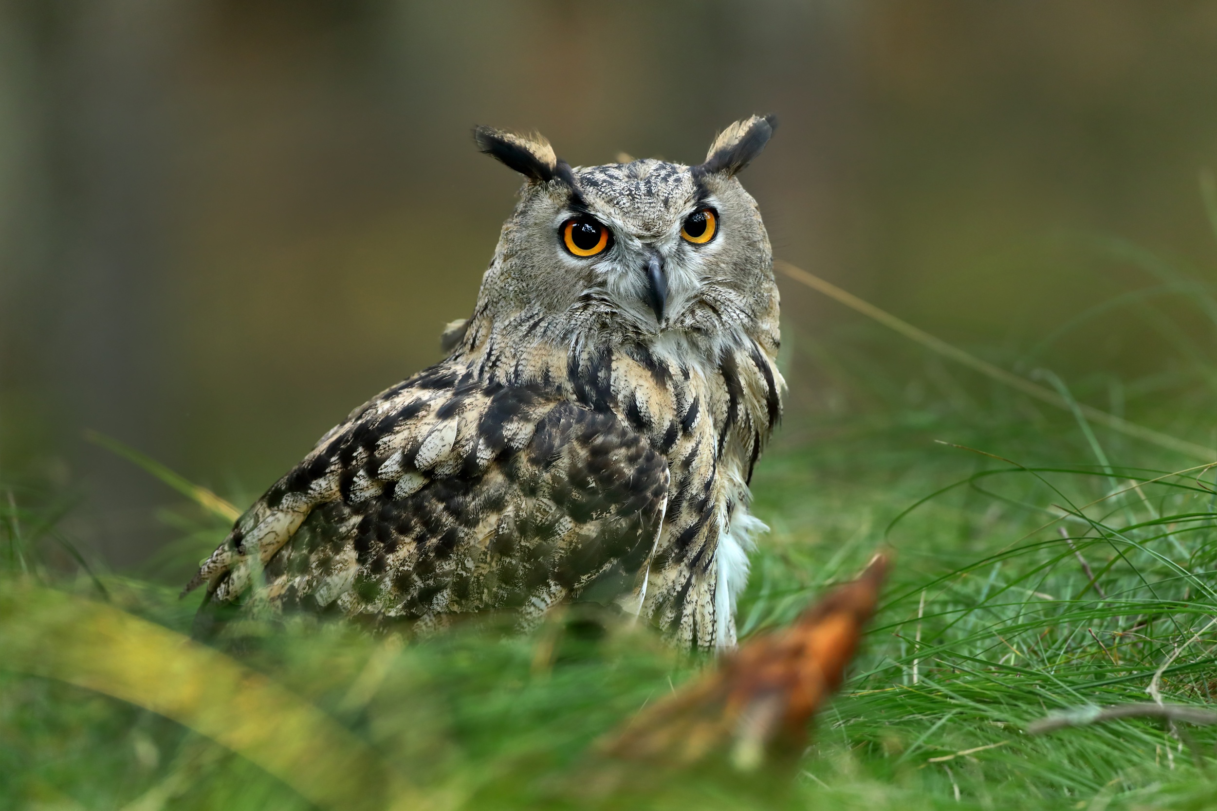 無料モバイル壁紙動物, 鳥, フクロウをダウンロードします。