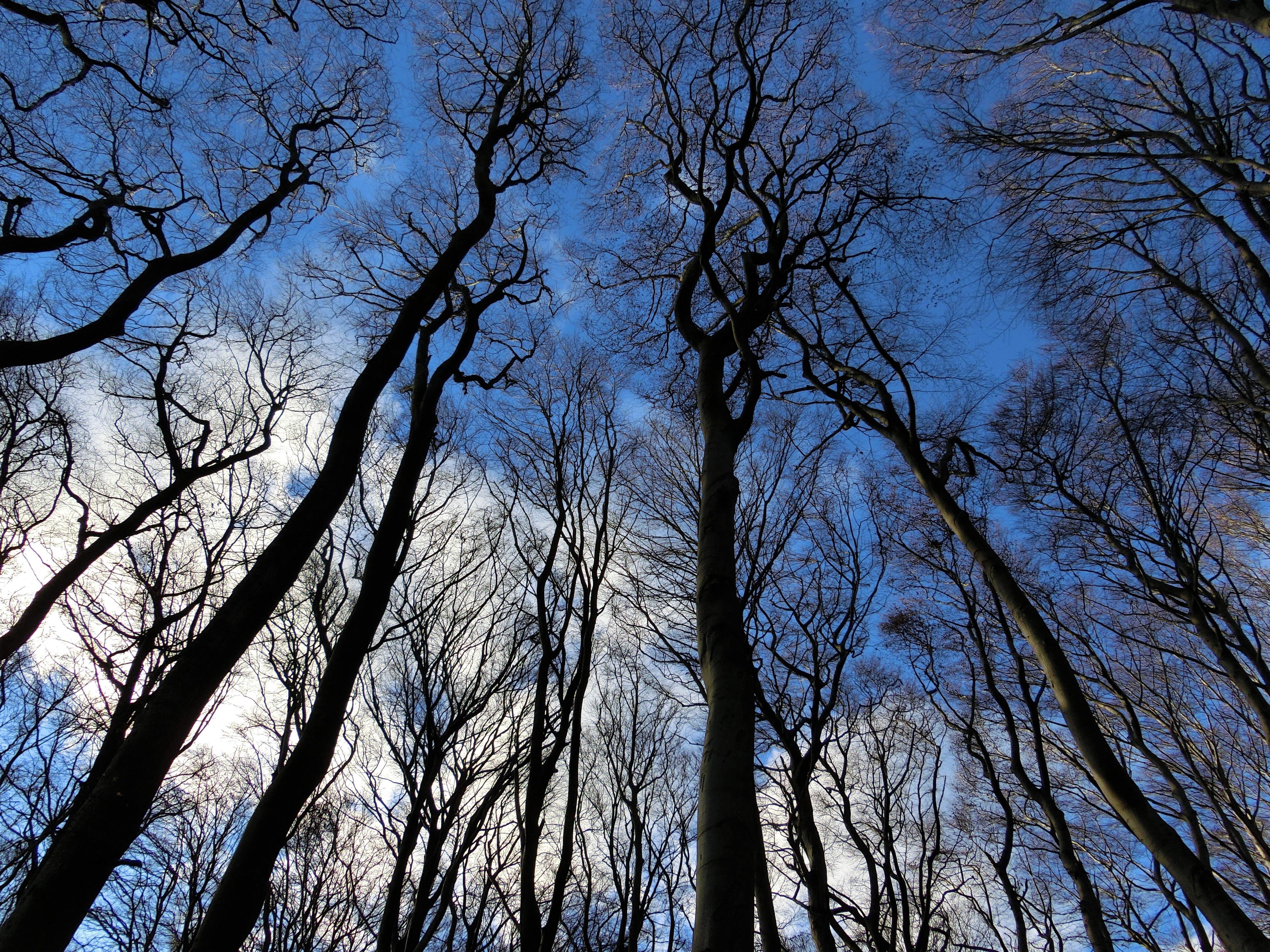 Скачать картинку Зима, Деревья, Лес, Дерево, Земля/природа в телефон бесплатно.