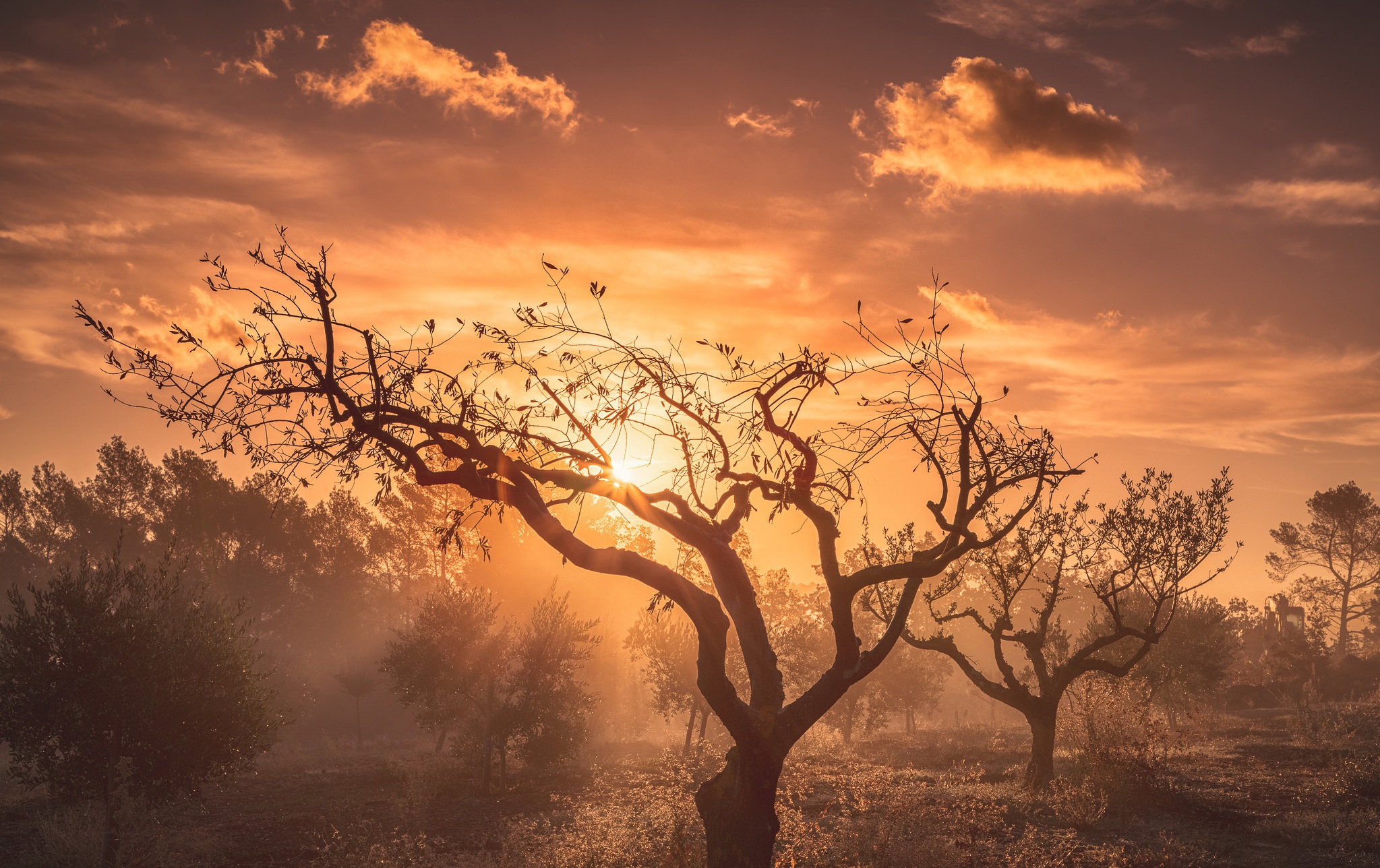 Free download wallpaper Nature, Tree, Sunrise, Earth, Sunbeam on your PC desktop