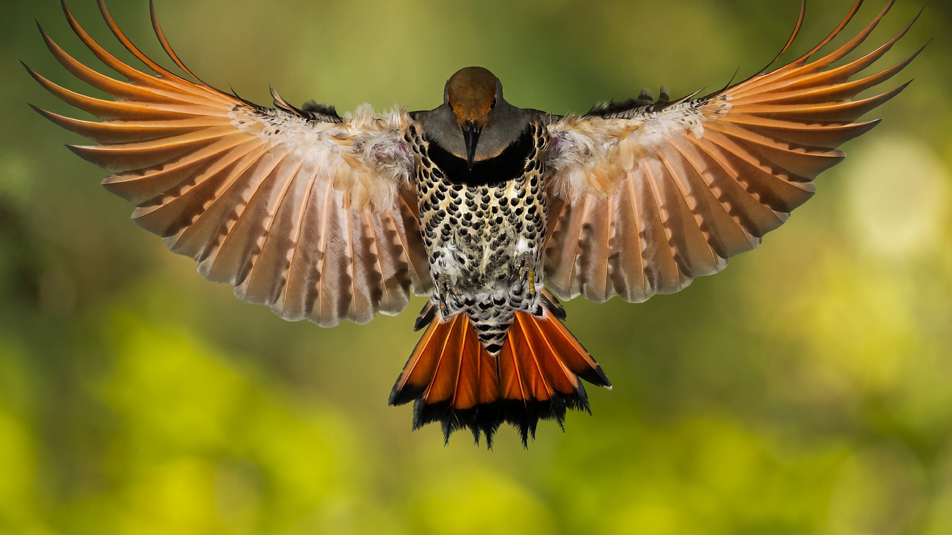 PCデスクトップに動物, 鳥画像を無料でダウンロード