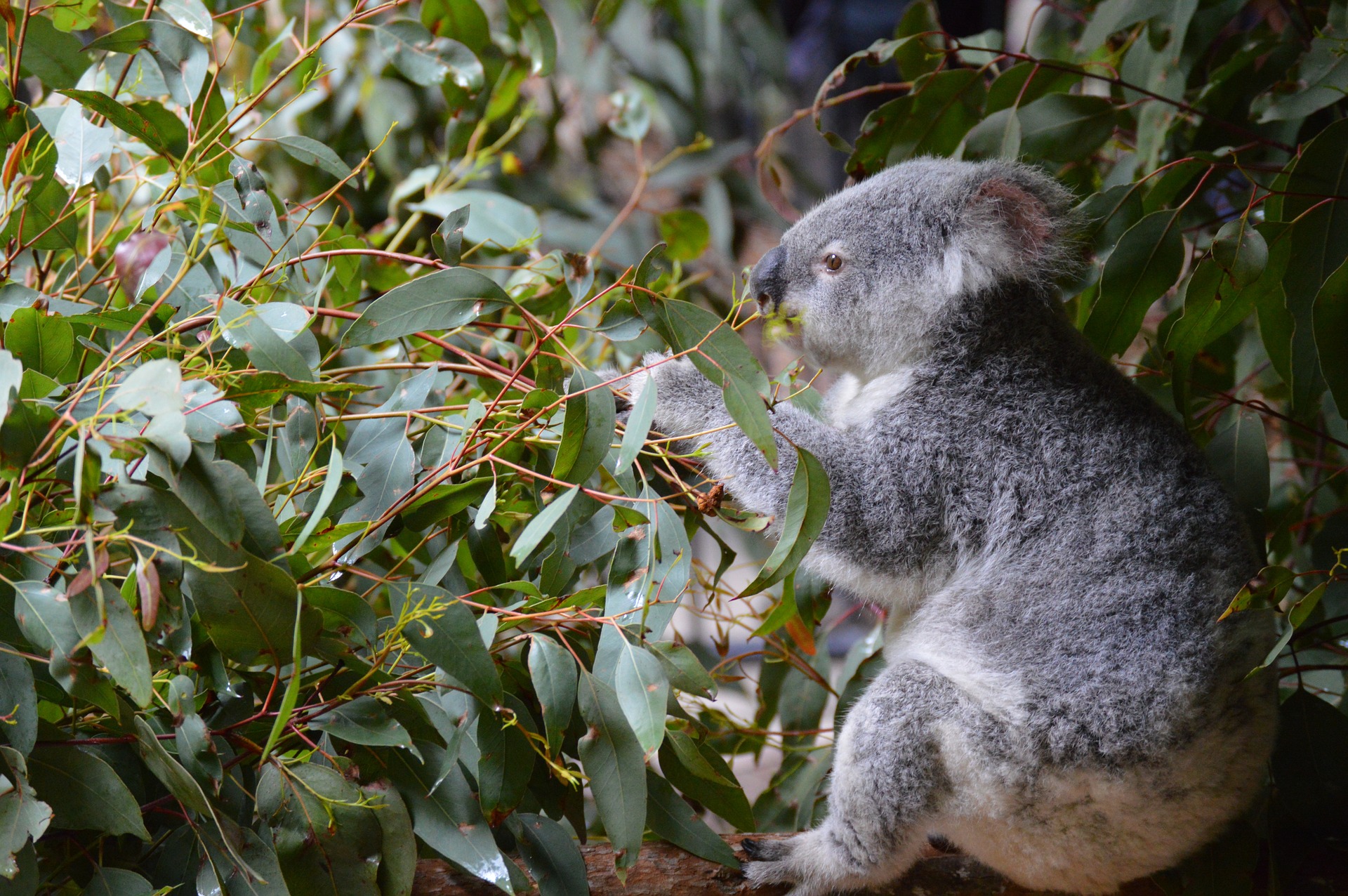 807154 télécharger le fond d'écran animaux, koala, feuille, mammifère, marsupial - économiseurs d'écran et images gratuitement