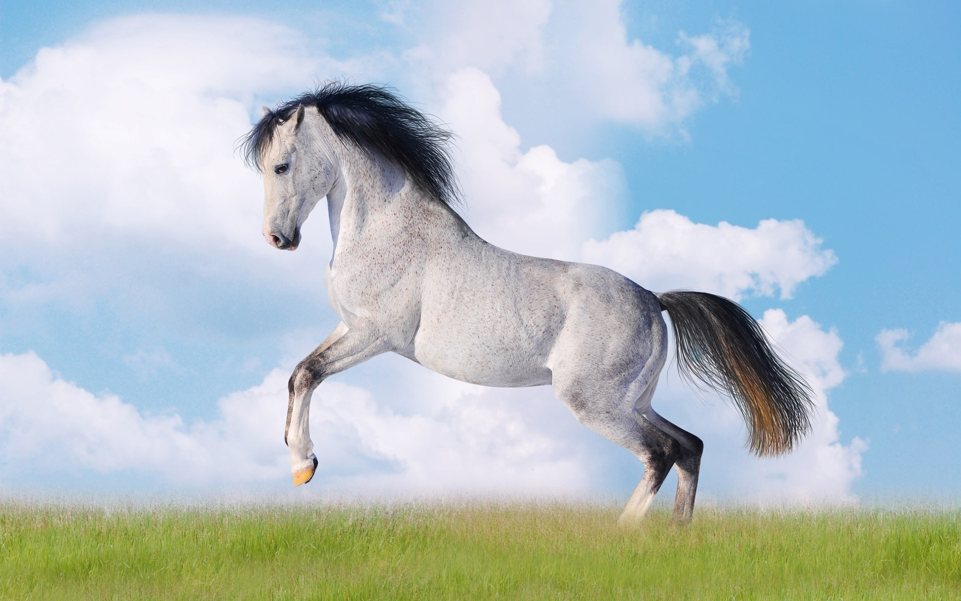 Free download wallpaper Animal, Horse on your PC desktop