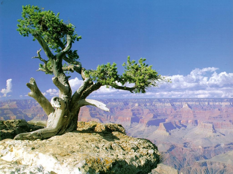 Скачати мобільні шпалери Дерева, Пейзаж безкоштовно.