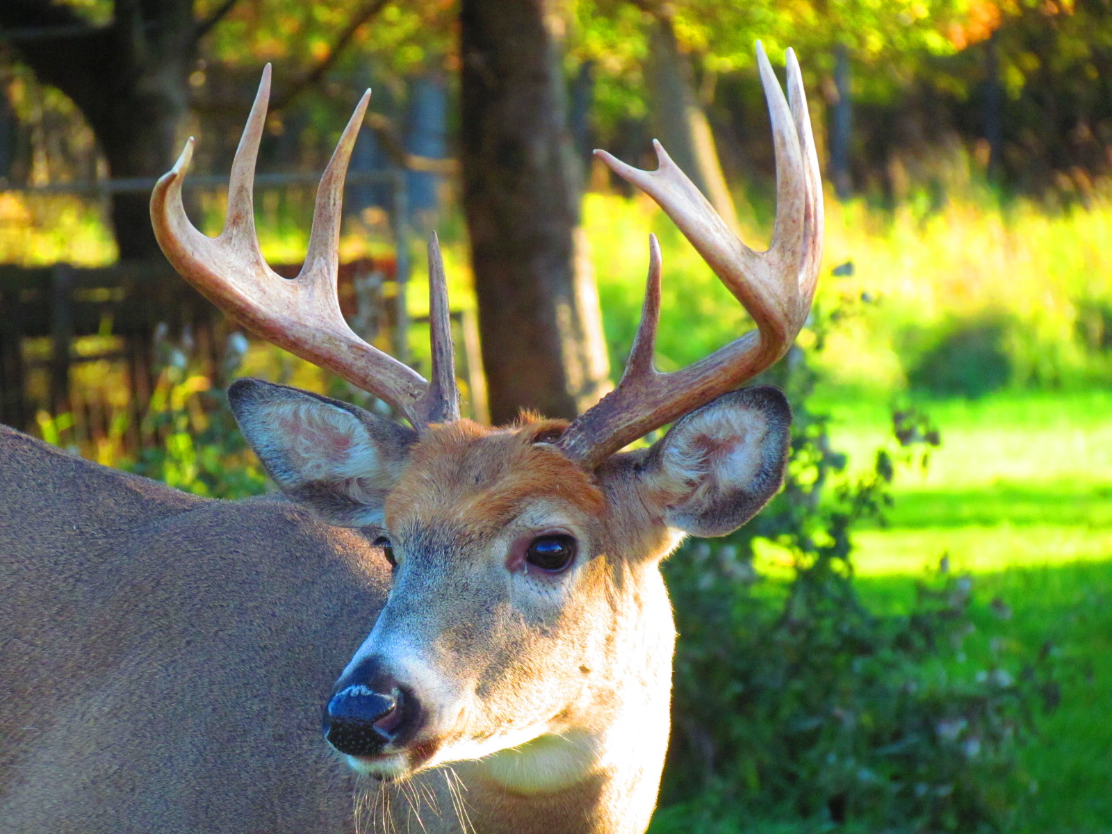 Free download wallpaper Animal, Deer on your PC desktop