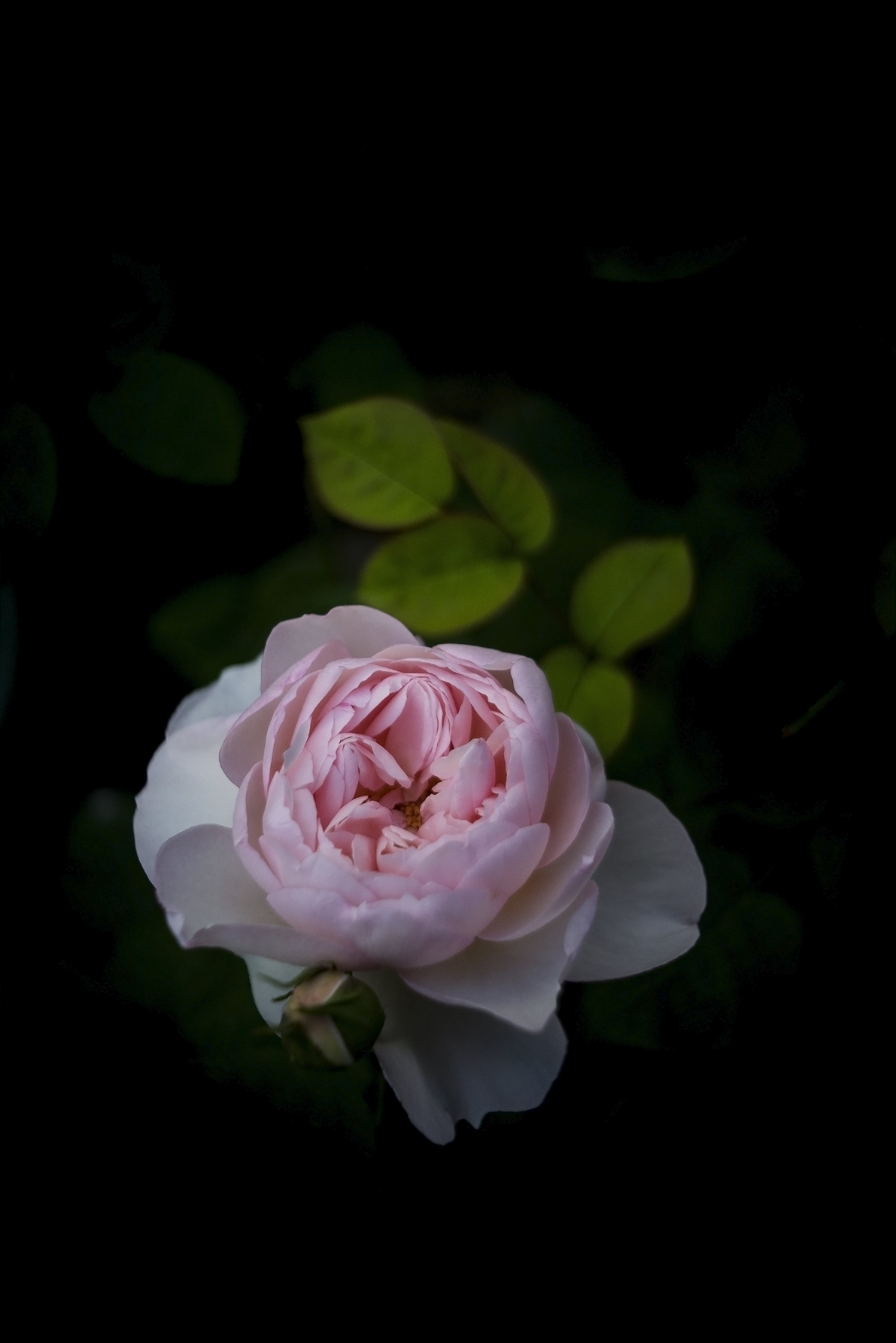 rose, flower, rose flower, flowers, bush, petals, bud 8K