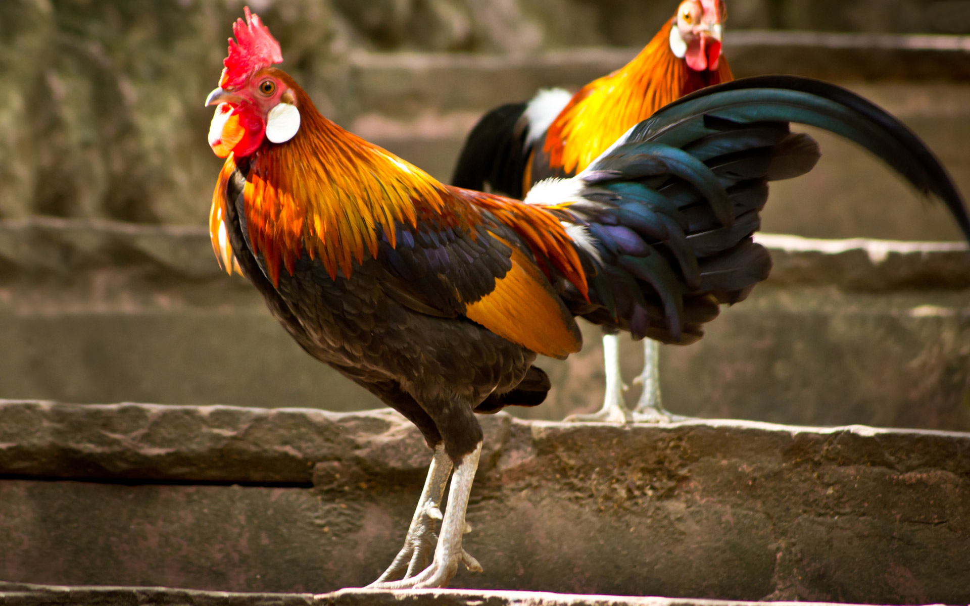 308469 descargar imagen animales, gallo, aves: fondos de pantalla y protectores de pantalla gratis