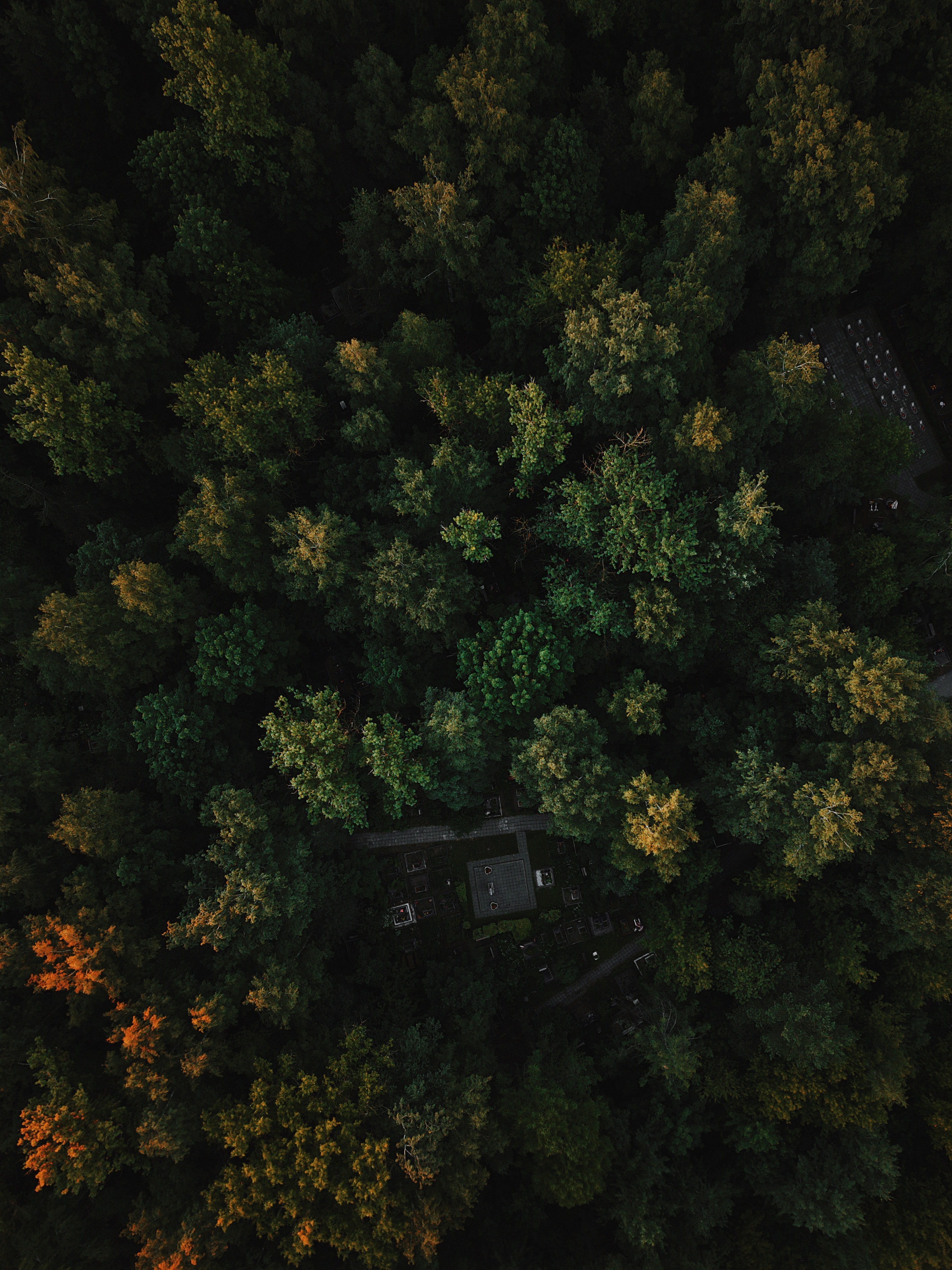 Скачать картинку Деревья, Вид Сверху, Лес, Природа, Зеленый, Осень в телефон бесплатно.