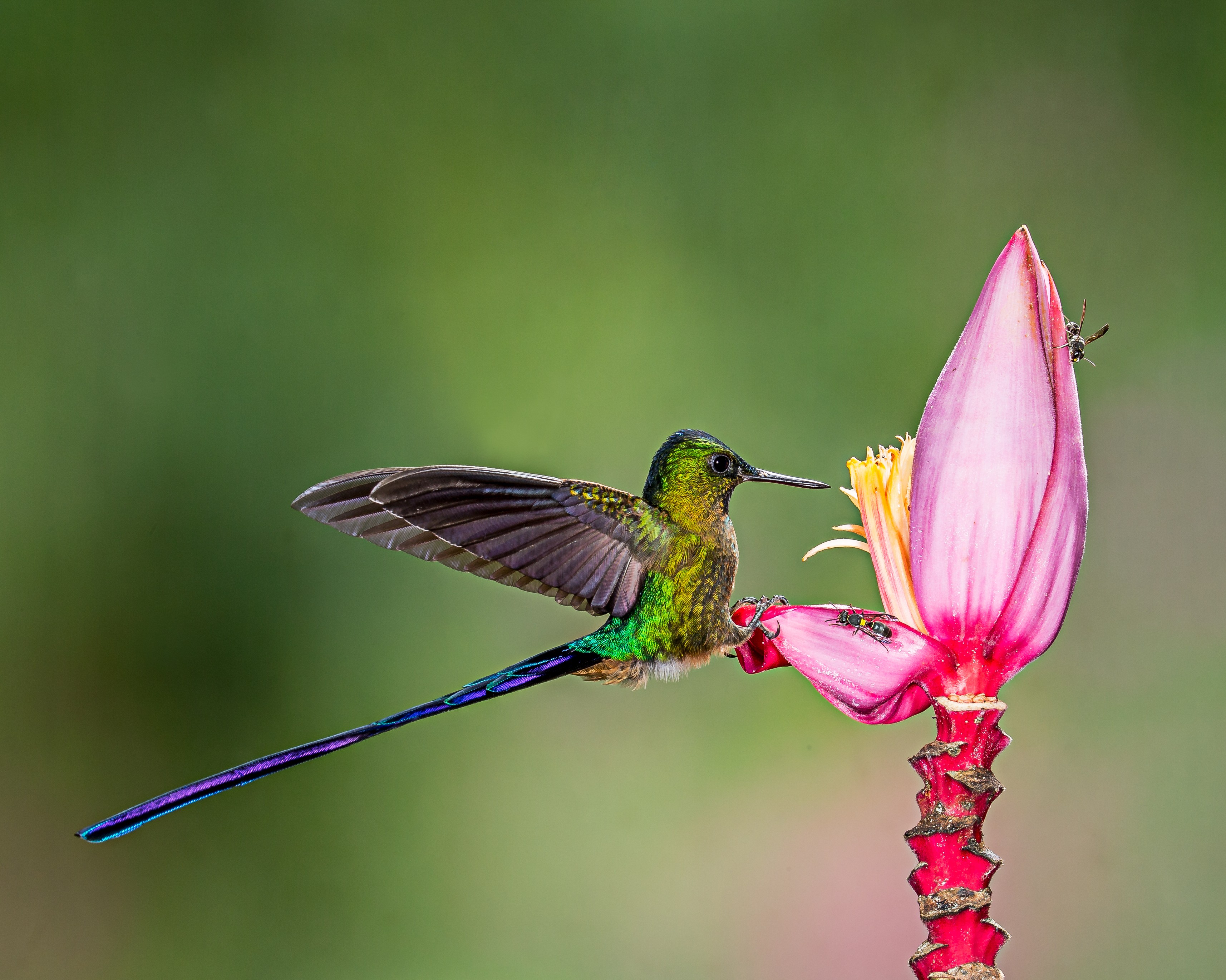 PCデスクトップに動物, 鳥, 花, ハチドリ画像を無料でダウンロード