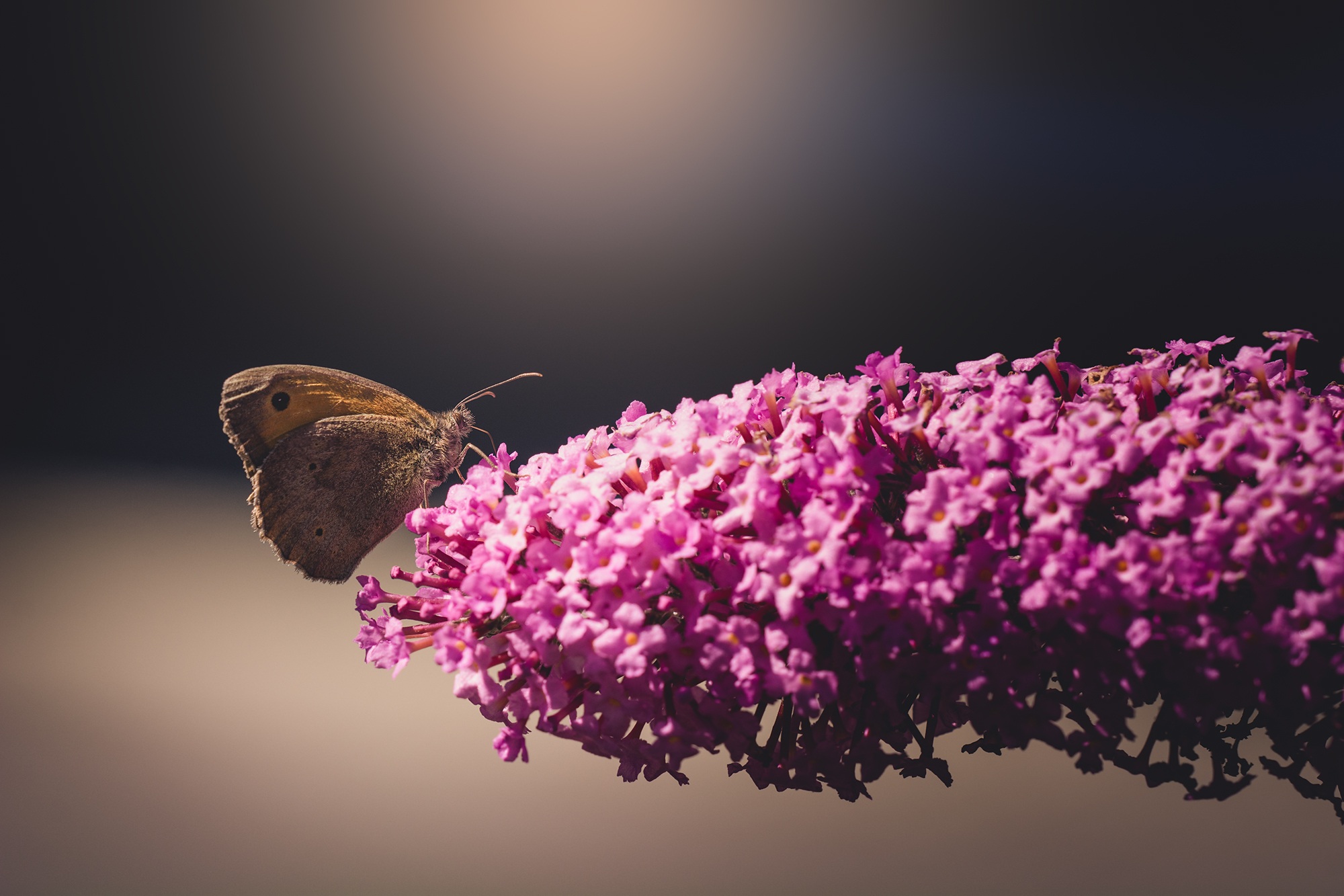 無料モバイル壁紙動物, 自然, 蝶, 花, ピンクの花, 虫をダウンロードします。