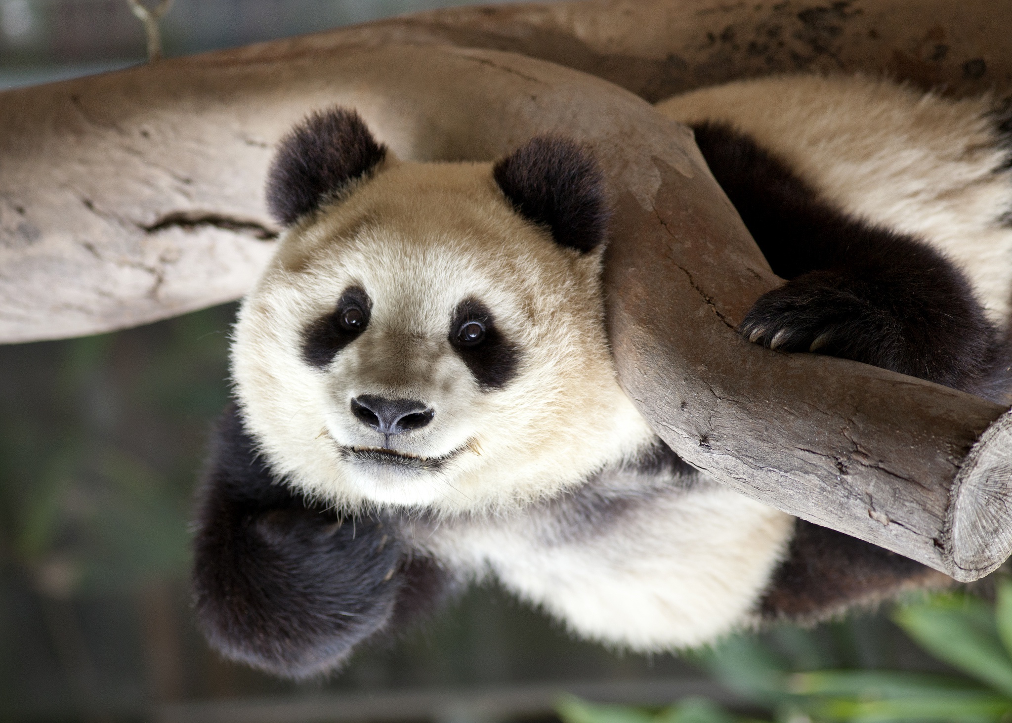 Download mobile wallpaper Animal, Panda for free.