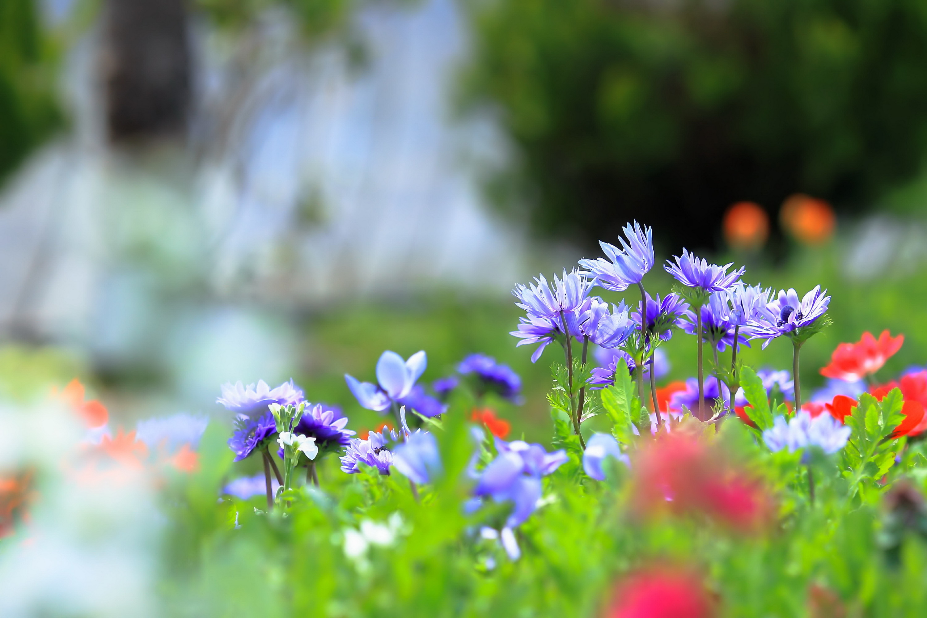 PCデスクトップに自然, フラワーズ, 花, 大きい, 地球, ぼかし, 紫色の花画像を無料でダウンロード