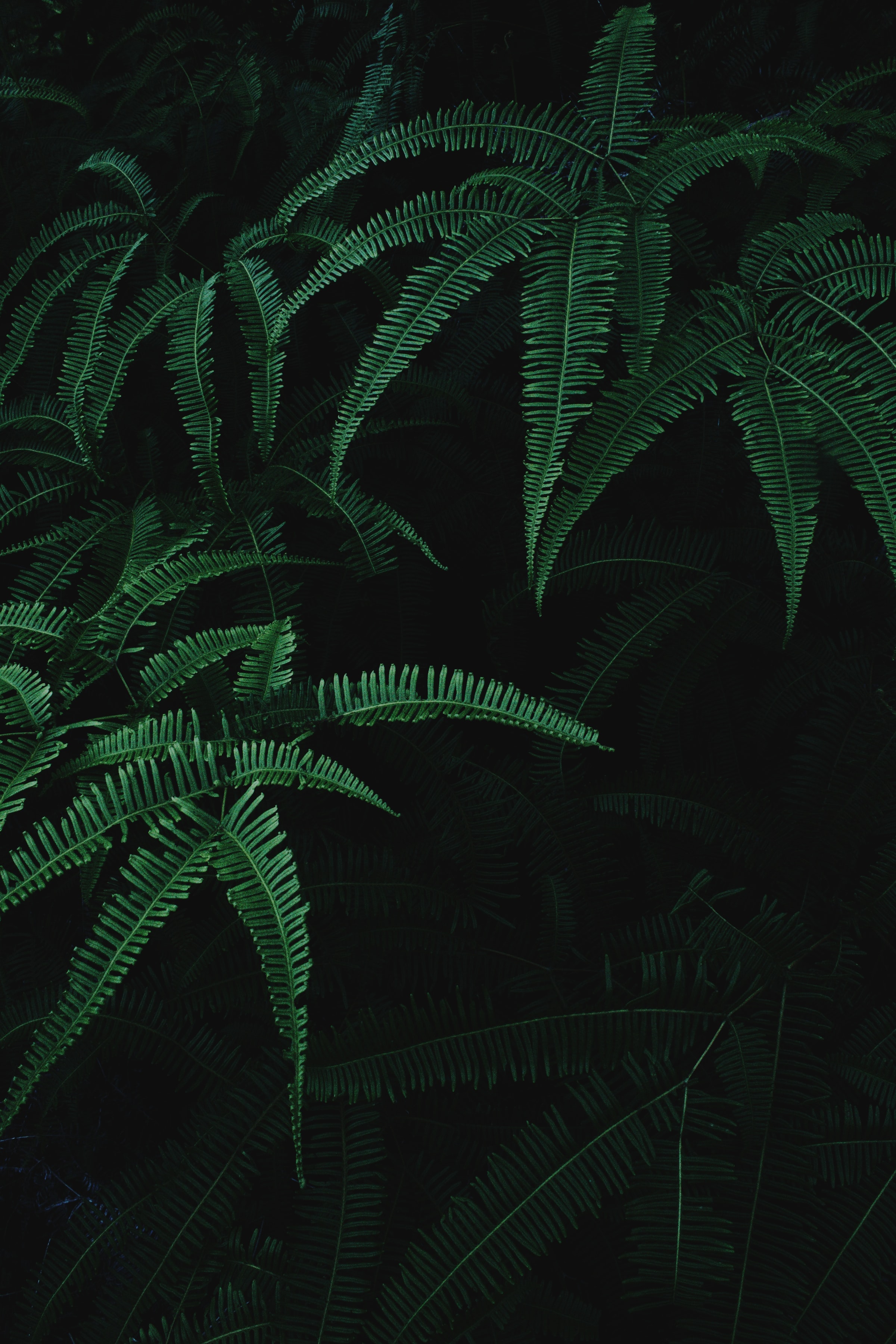Free download wallpaper Plant, Branches, Leaves, Dark, Fern on your PC desktop