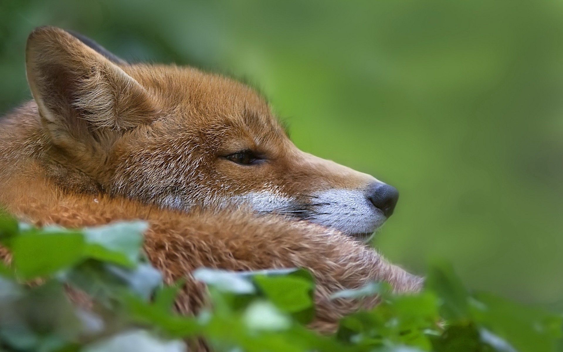 Free download wallpaper Muzzle, Blur, Smooth, Profile, Animals, Grass, Fox on your PC desktop