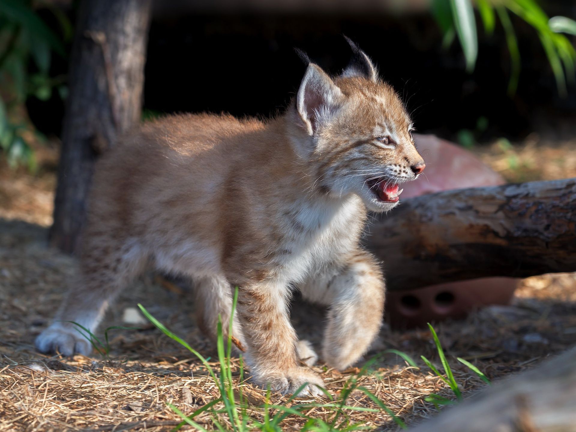 Download mobile wallpaper Cats, Animal, Baby Animal, Lynx for free.