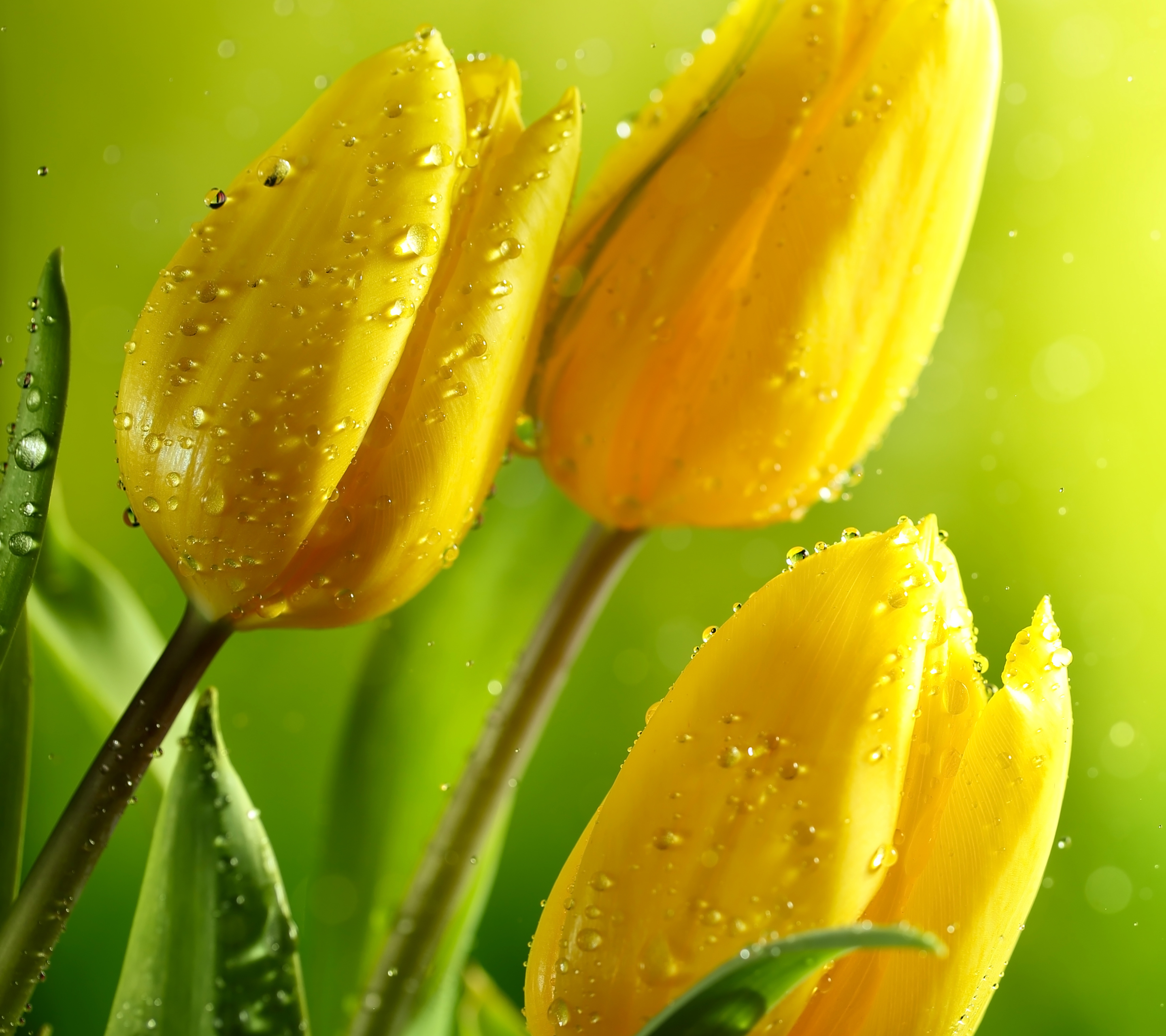 Download mobile wallpaper Flowers, Flower, Earth, Bokeh, Tulip, Yellow Flower for free.