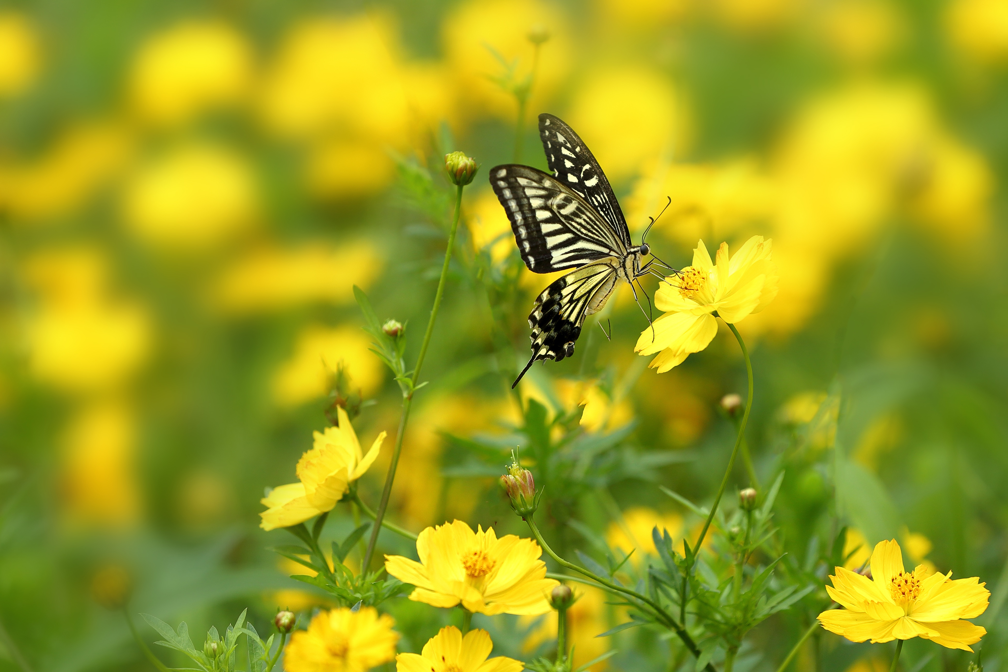 Download mobile wallpaper Flower, Macro, Insect, Butterfly, Animal, Yellow Flower for free.