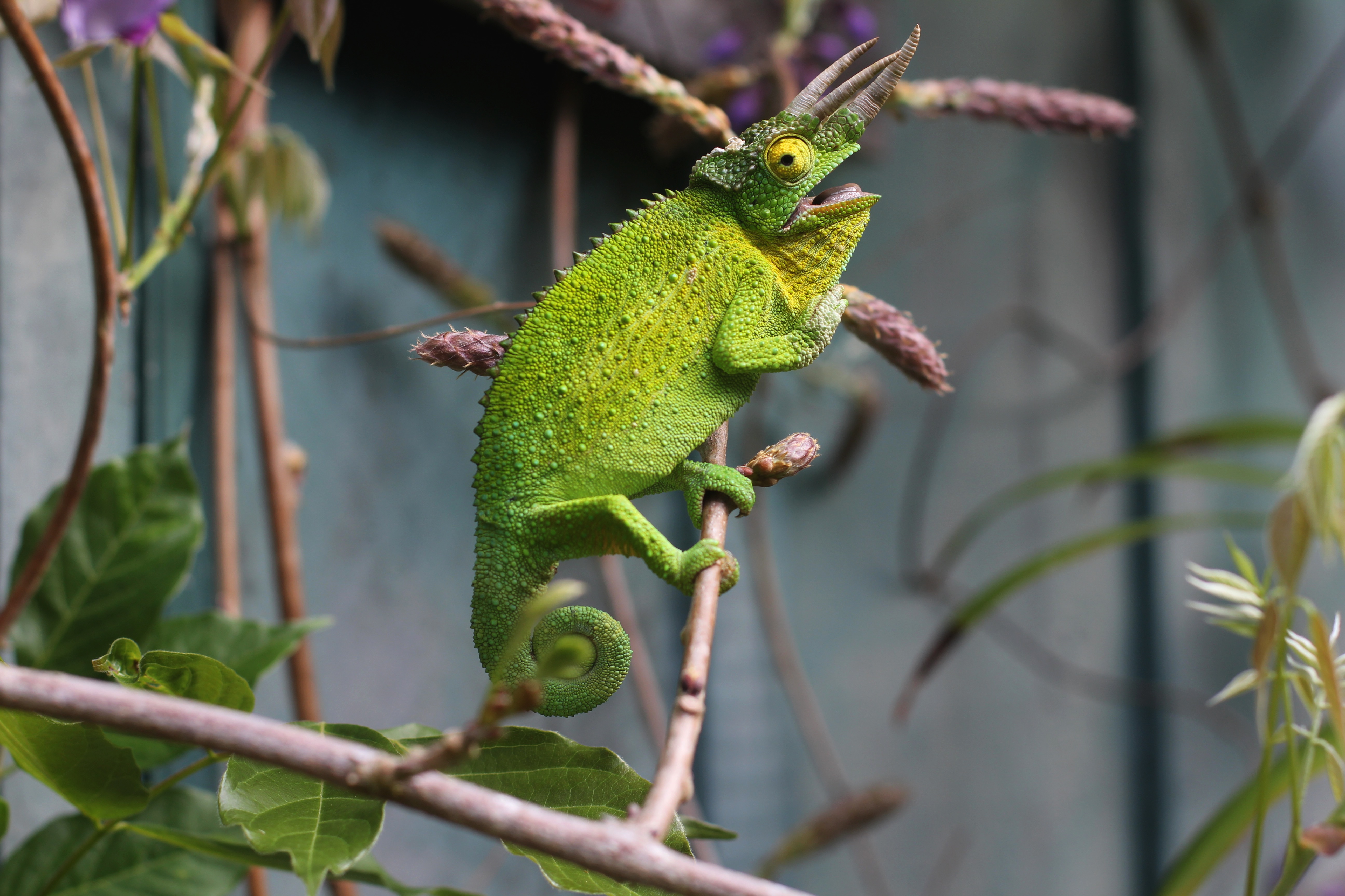 Free download wallpaper Branch, Lizard, Reptile, Chameleon, Animals on your PC desktop