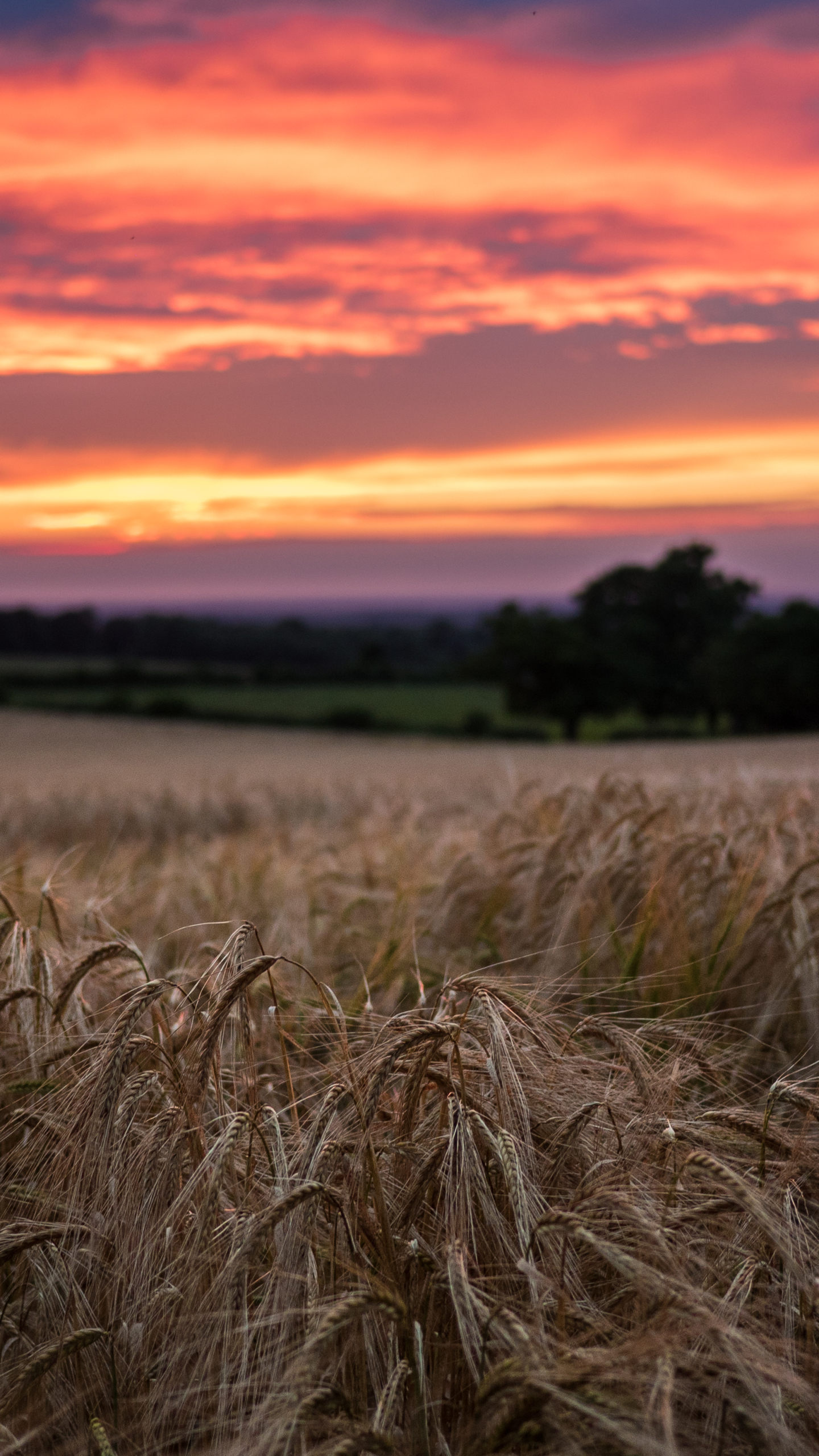 Descarga gratuita de fondo de pantalla para móvil de Verano, Trigo, Campo, Tierra/naturaleza, El Verano.