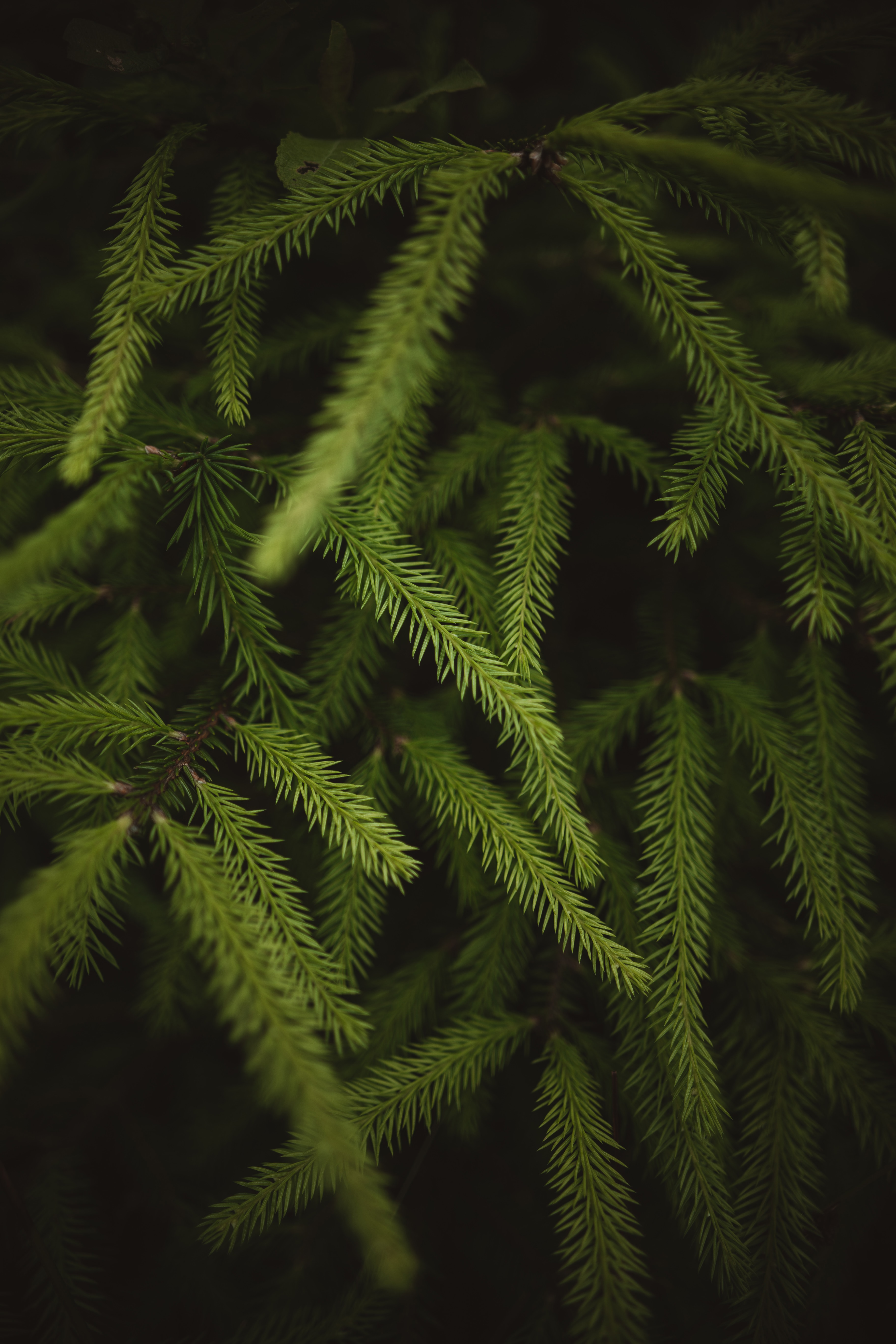 Free download wallpaper Branches, Spruce, Fir, Needles, Macro on your PC desktop