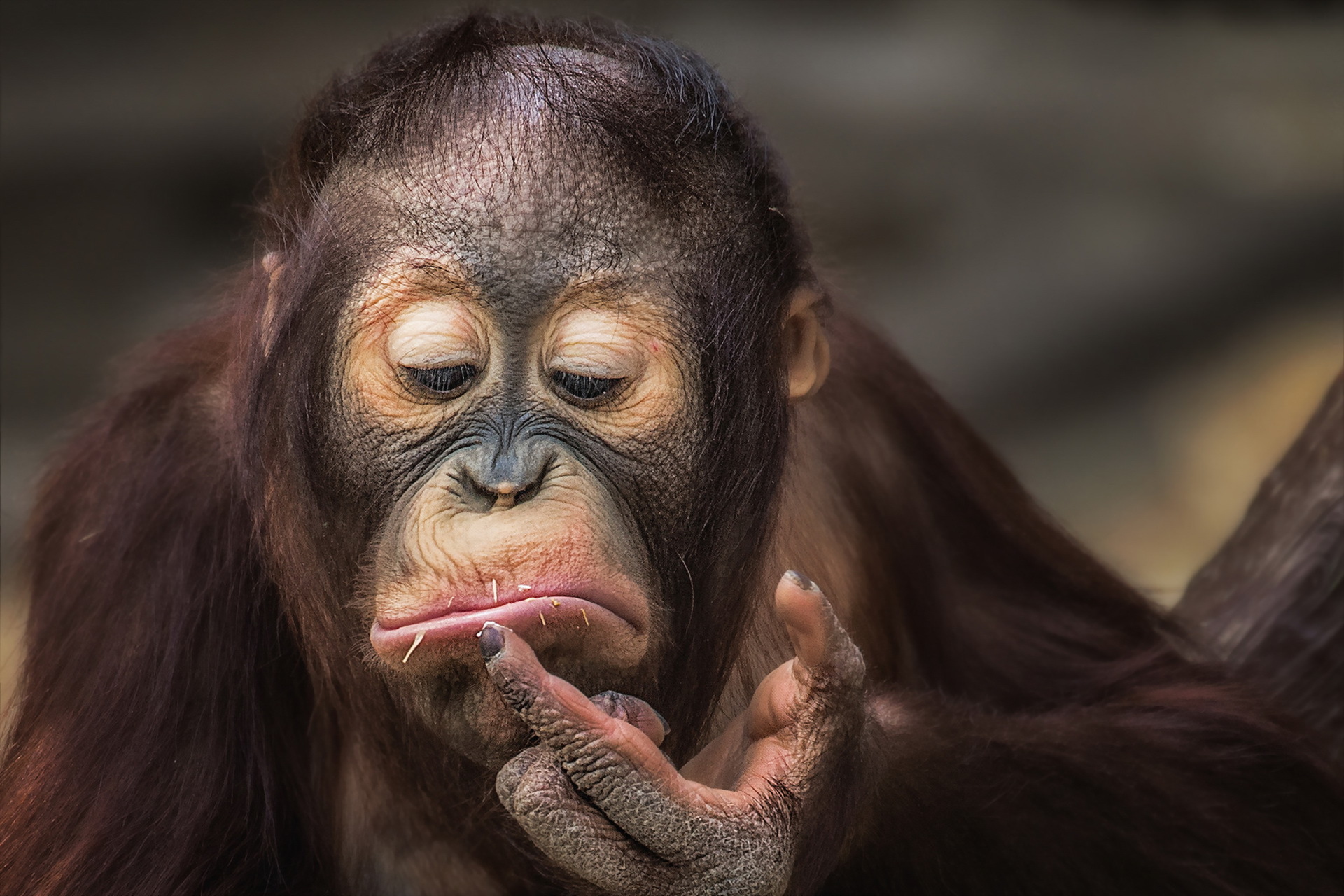 396678 télécharger le fond d'écran animaux, orang outan, singe, primate, singes - économiseurs d'écran et images gratuitement