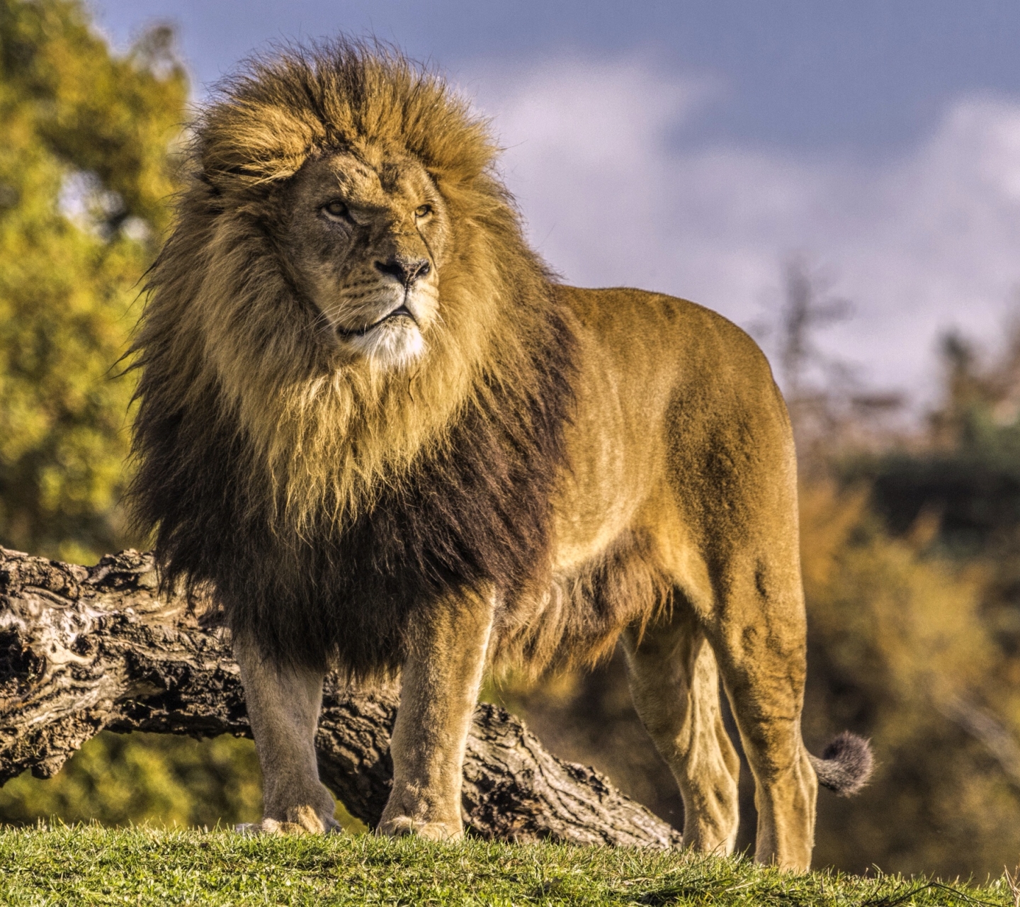 Descarga gratuita de fondo de pantalla para móvil de Animales, Gatos, León.