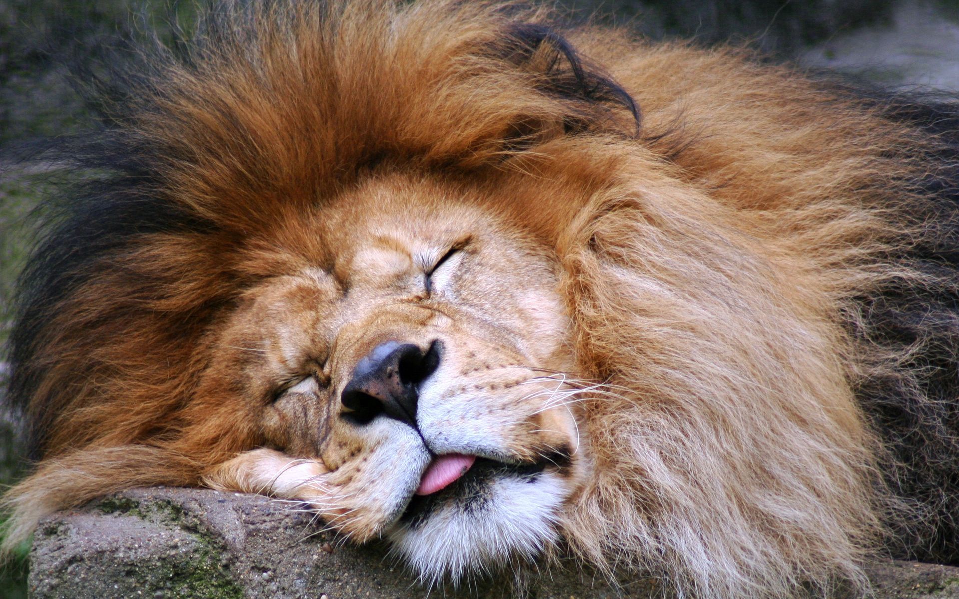 81564 descargar fondo de pantalla un leon, animales, bozal, león, depredador, gato grande, melena, dormir, soñar, idioma, lengua: protectores de pantalla e imágenes gratis