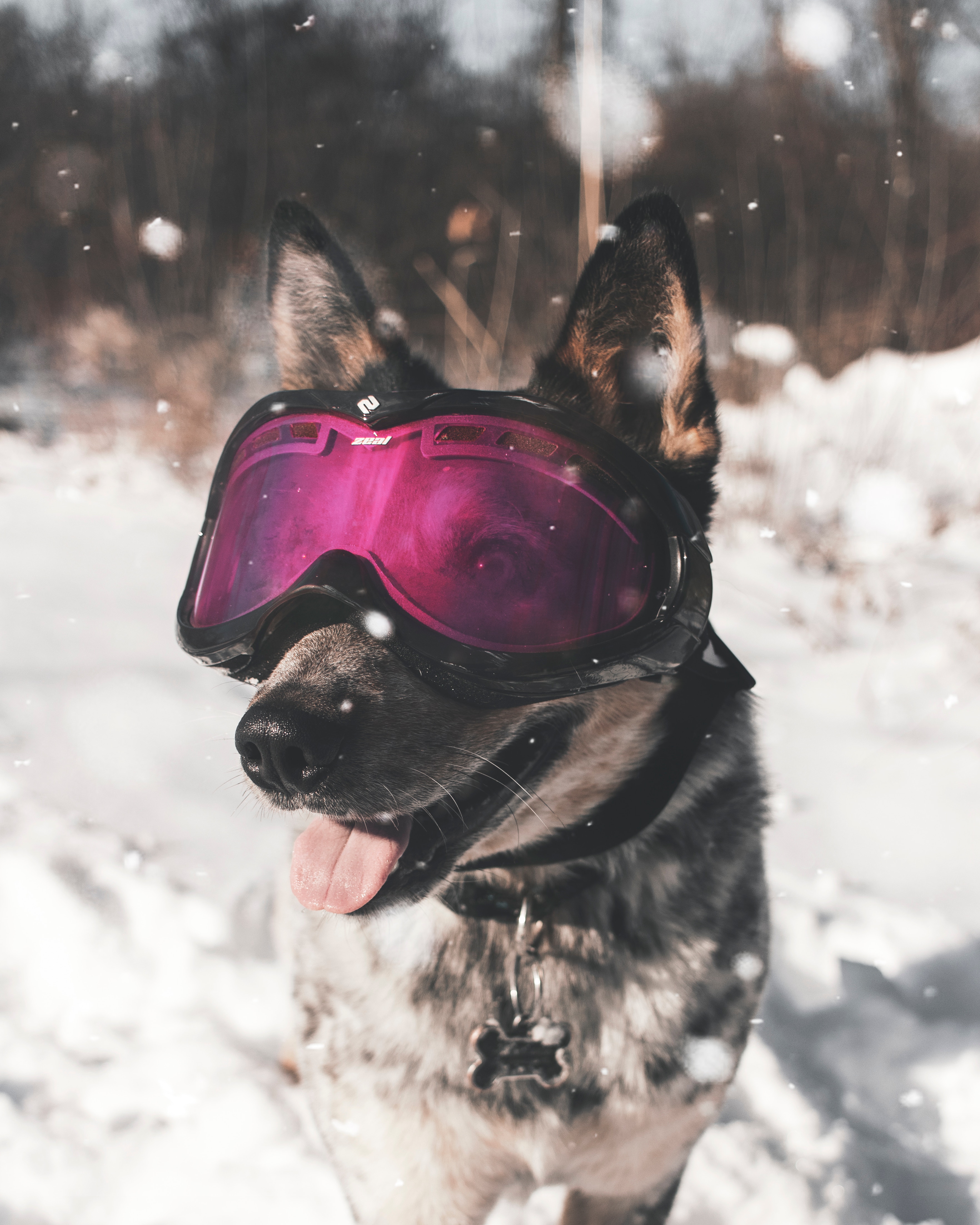 117336 скачать картинку собака, животные, зима, прикольный, стильный, очки - обои и заставки бесплатно