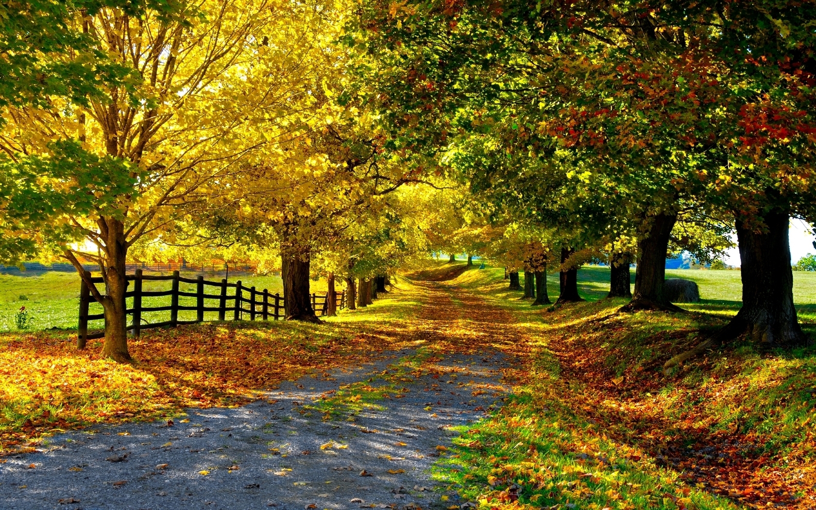 37424 завантажити картинку пейзаж, дерева, осінь, жовтий - шпалери і заставки безкоштовно