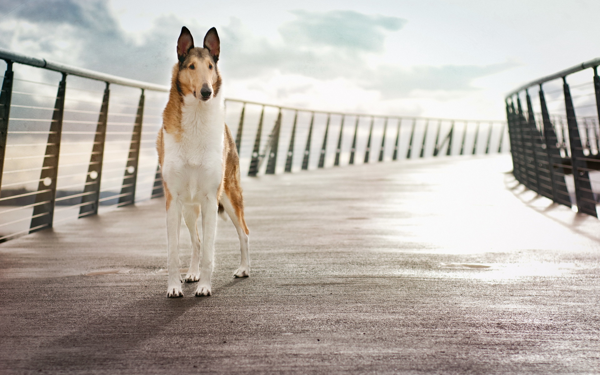 Free download wallpaper Dogs, Dog, Animal on your PC desktop