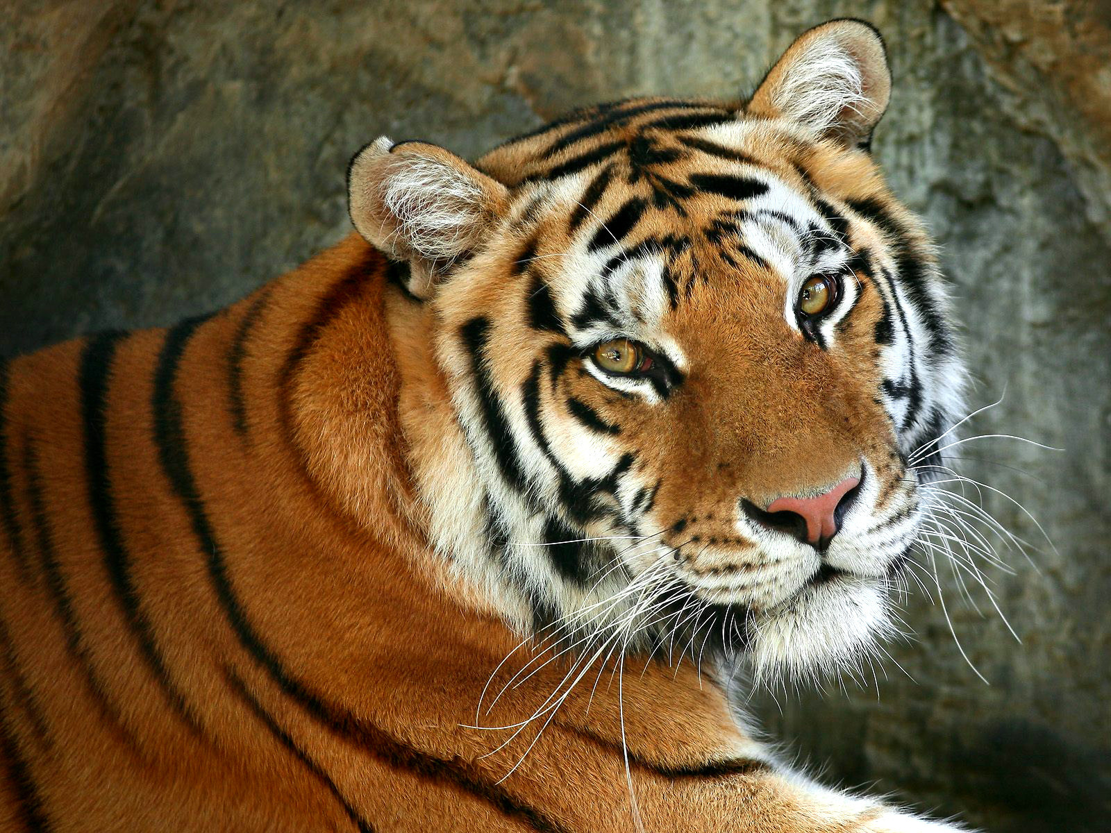 Téléchargez des papiers peints mobile Animaux, Tigre gratuitement.