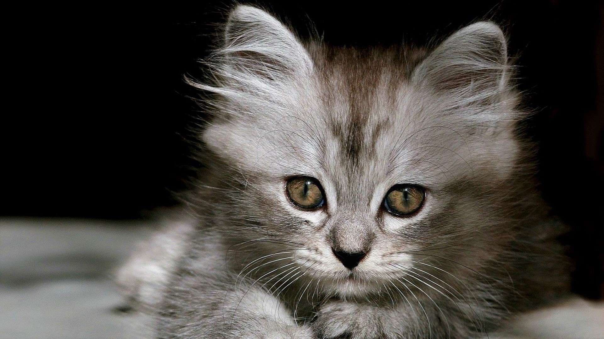 Free download wallpaper Cats, Cat, Kitten, Animal, Face, Cute, Baby Animal on your PC desktop