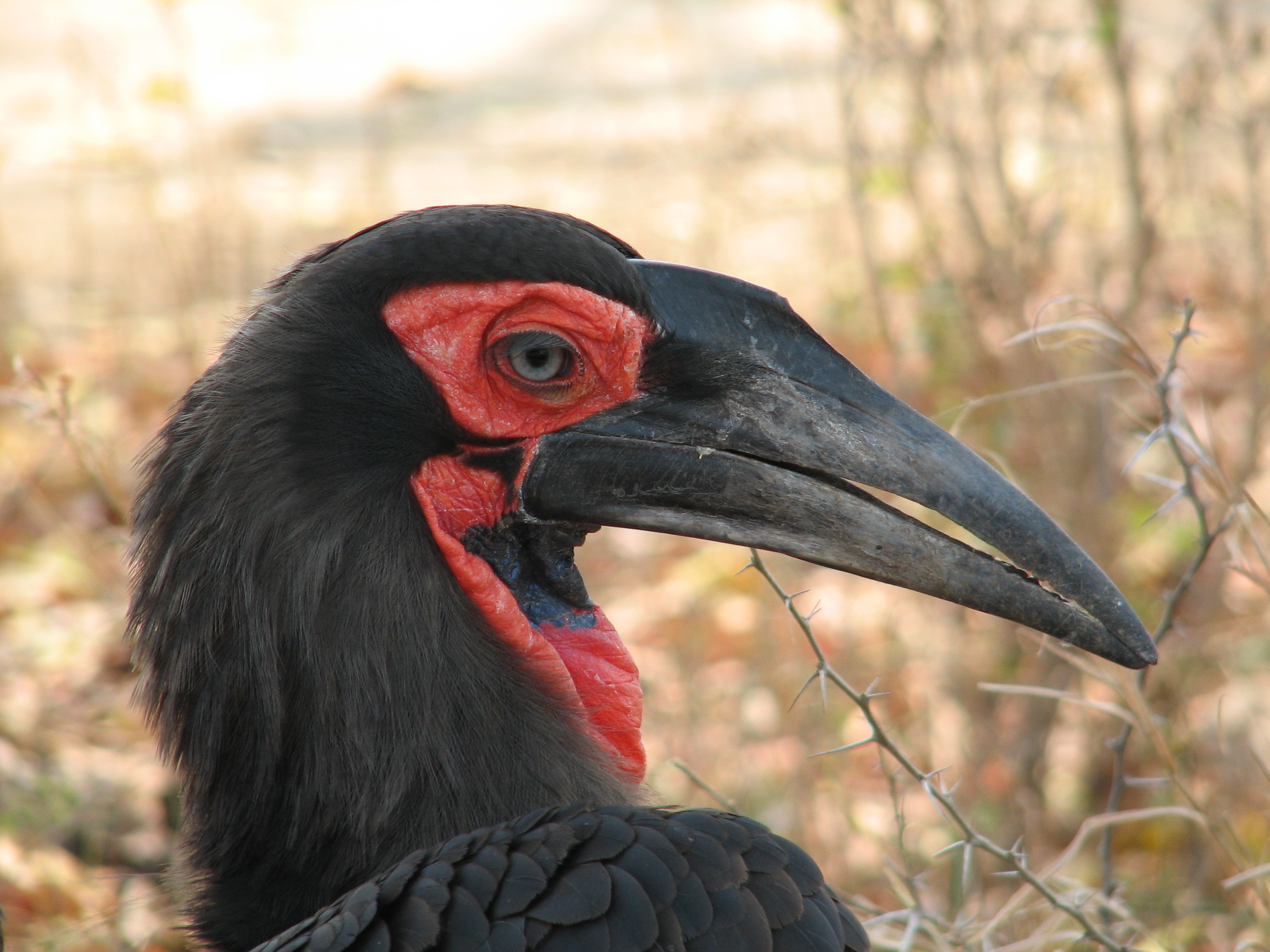 Descarga gratuita de fondo de pantalla para móvil de Ave, Aves, Animales.