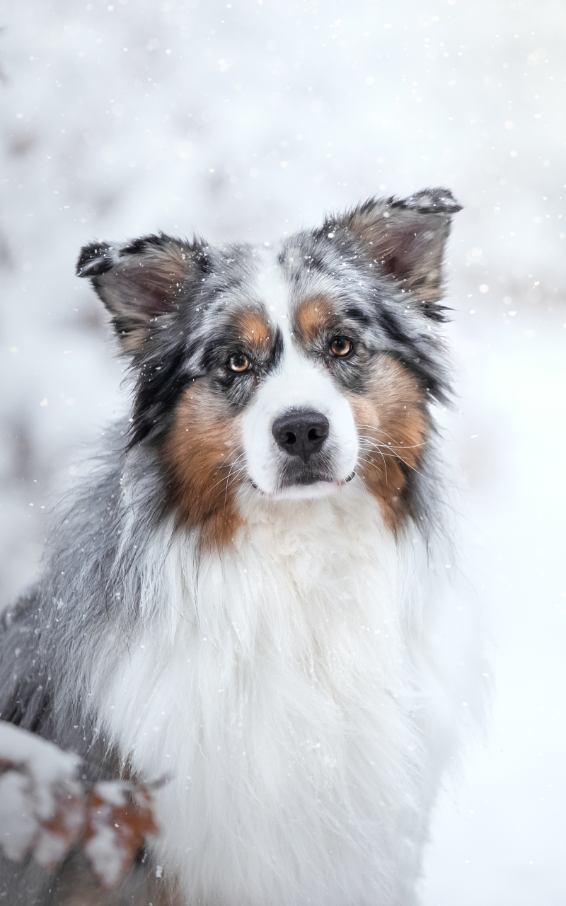 Handy-Wallpaper Tiere, Winter, Hunde, Hund, Australischer Hirte, Starren kostenlos herunterladen.