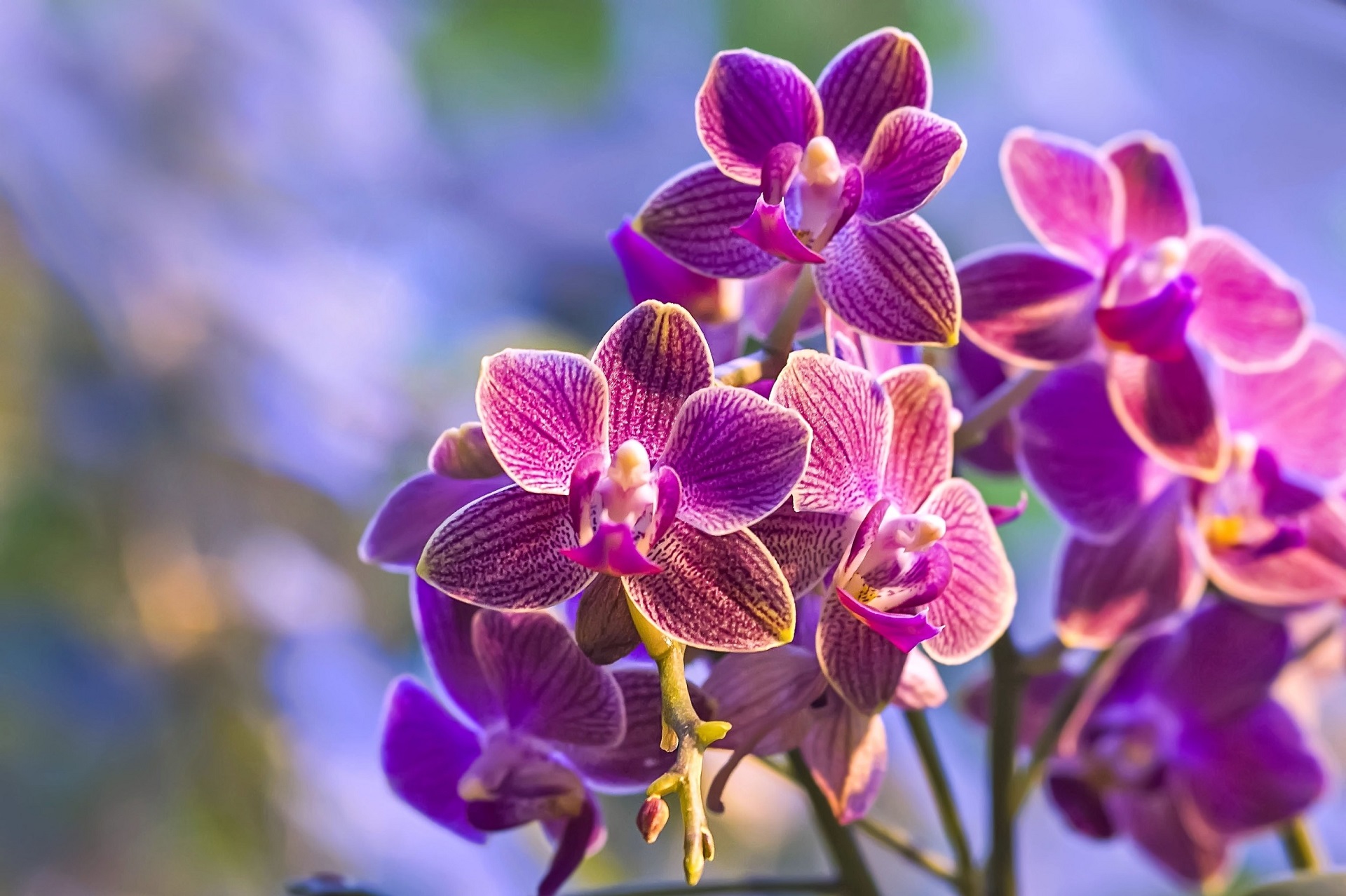 Download mobile wallpaper Flowers, Earth, Orchid for free.
