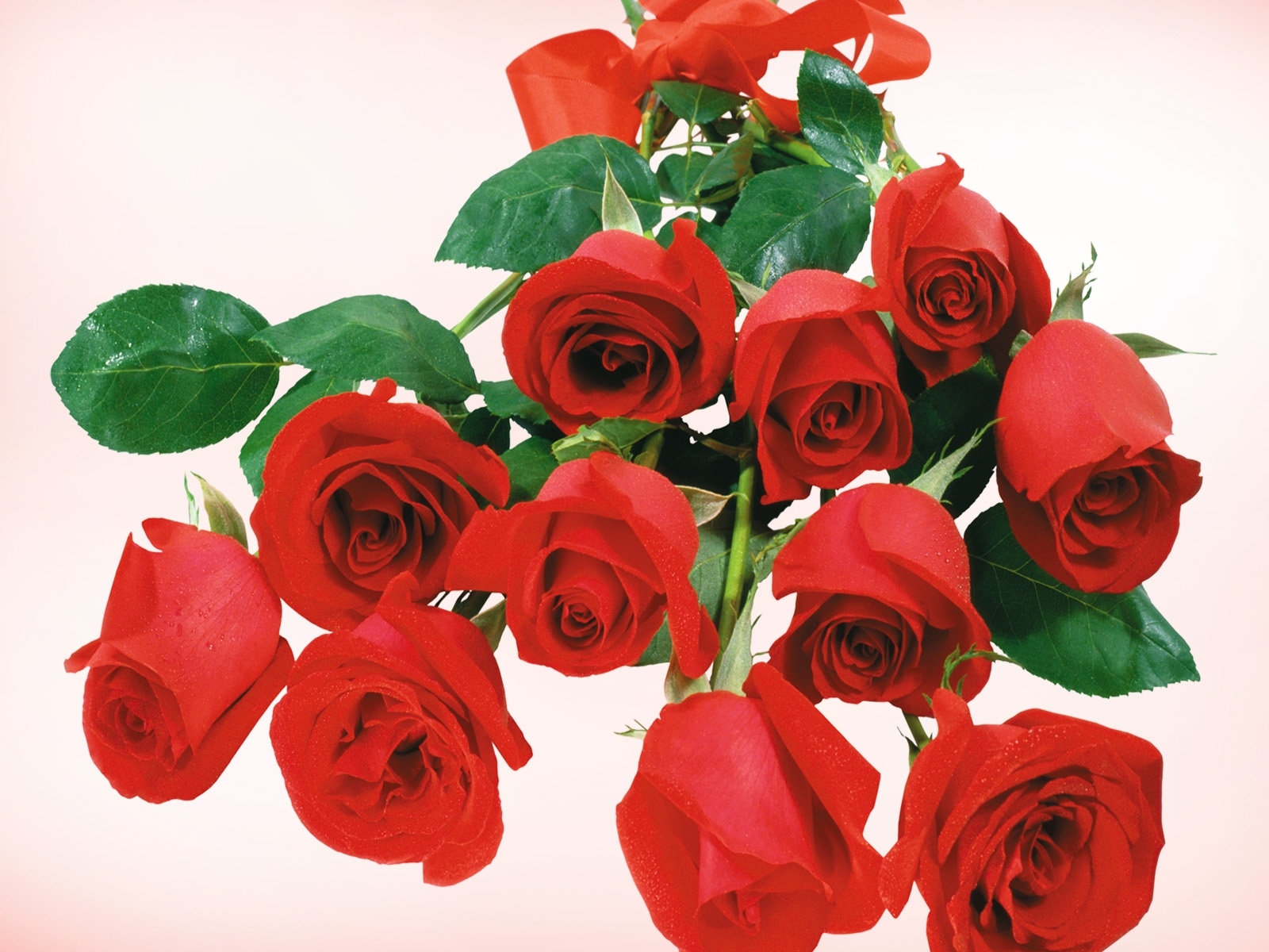 Завантажити шпалери безкоштовно Свята, Рослини, Рози, Квіти картинка на робочий стіл ПК