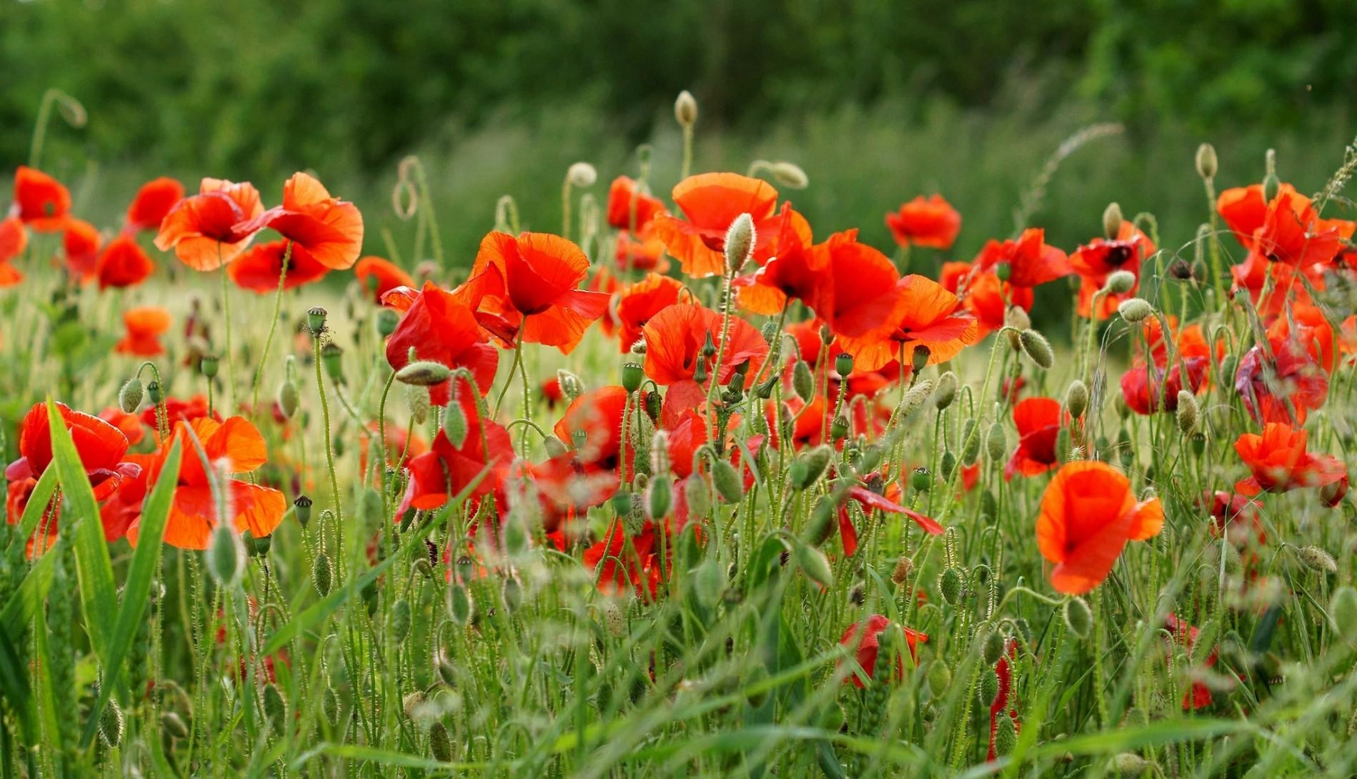 Free download wallpaper Poppies, Summer, Field, Blur, Smooth, Flowers, Greens on your PC desktop