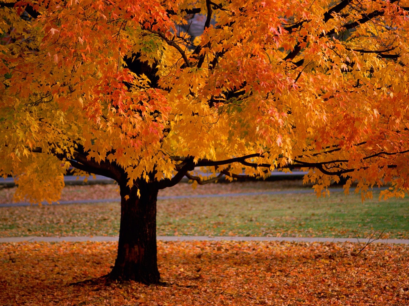 PCデスクトップに風景, 木, 秋, オレンジ画像を無料でダウンロード