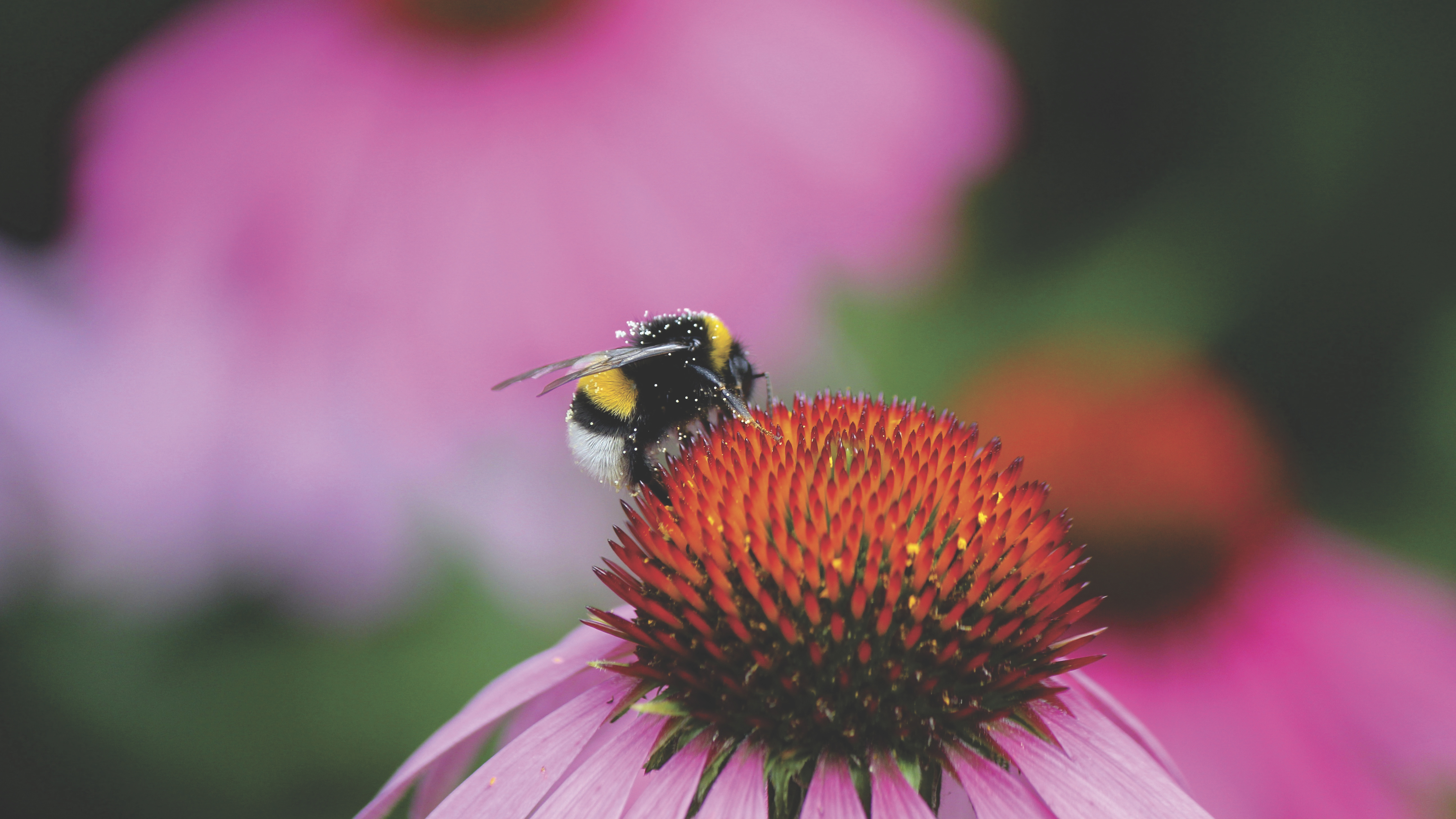 Free download wallpaper Flower, Macro, Bud, Pollen, Bumblebee on your PC desktop