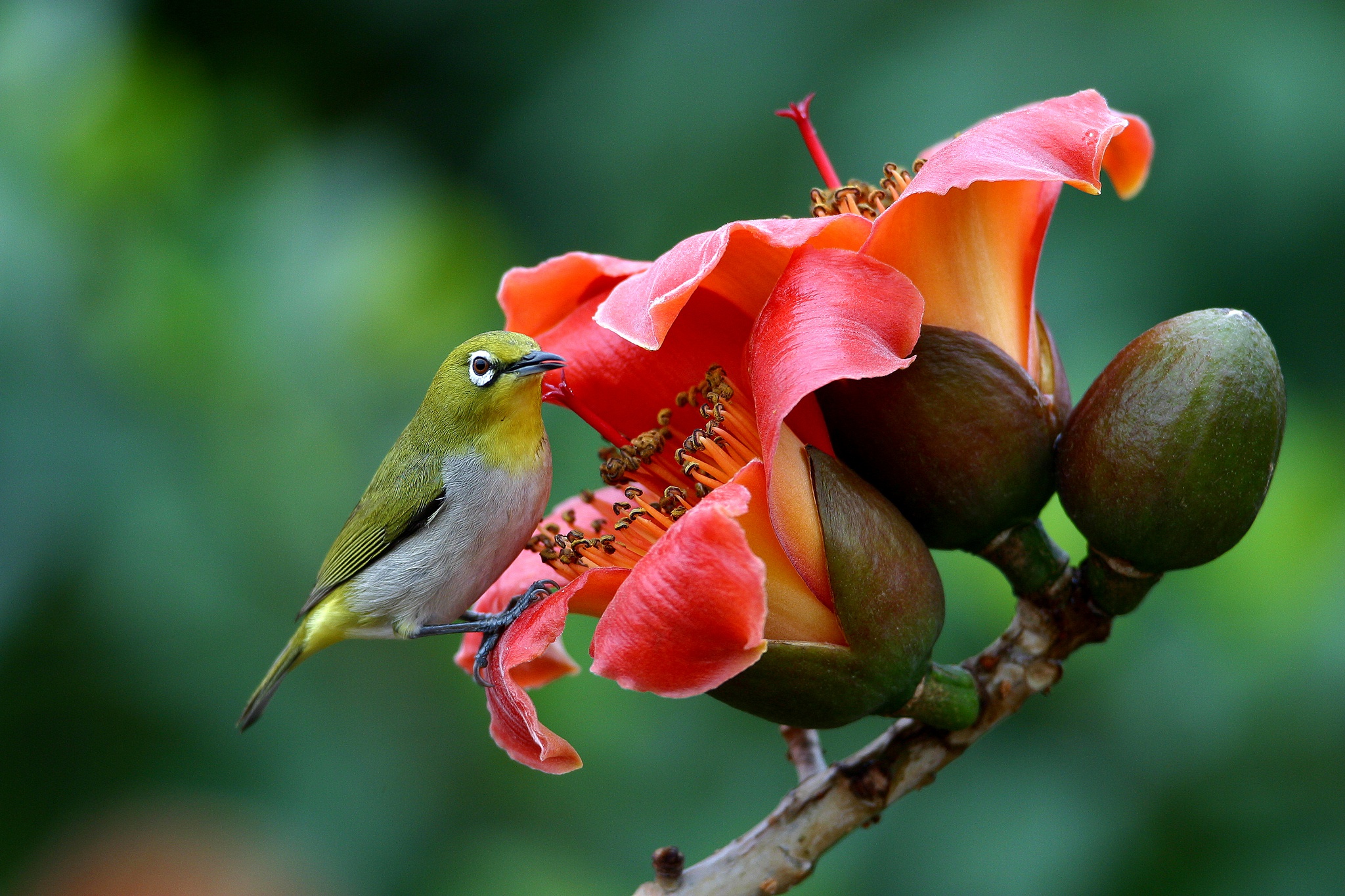 無料モバイル壁紙動物, 鳥, 花, メジロをダウンロードします。