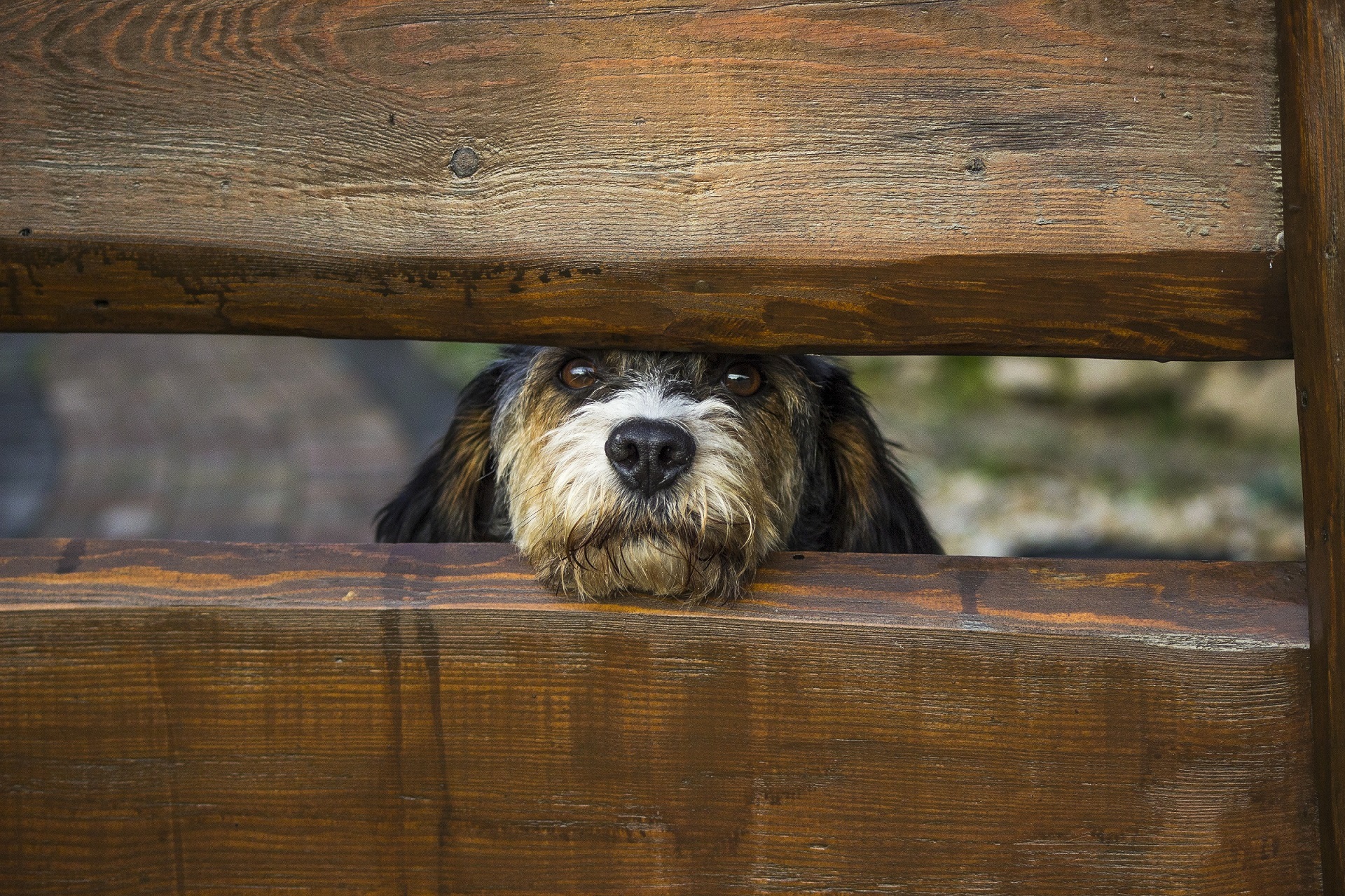 Free download wallpaper Dogs, Dog, Muzzle, Fence, Animal, Head on your PC desktop