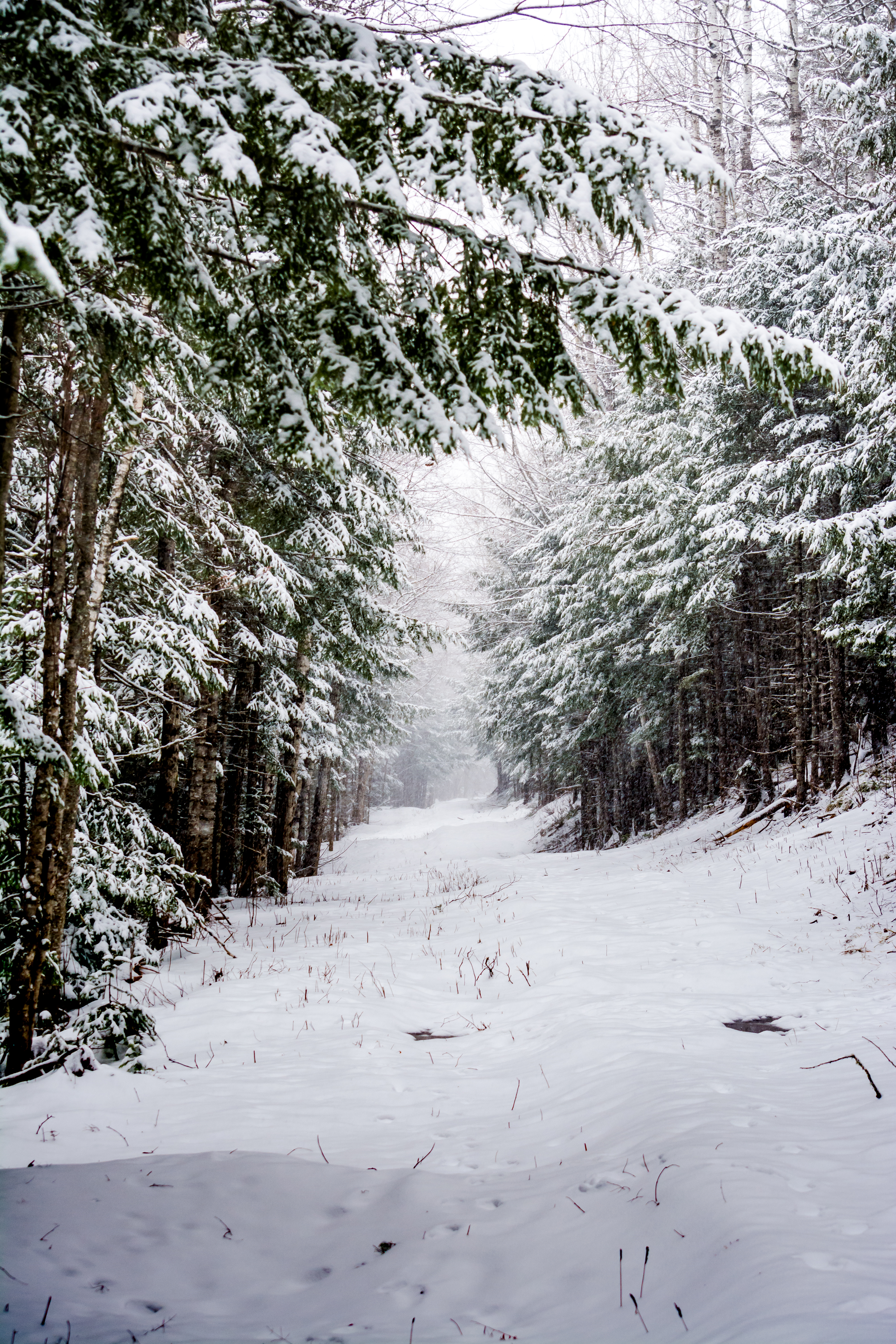 Скачать картинку Деревья, Природа, Дорога, Снег, Лес, Зима в телефон бесплатно.