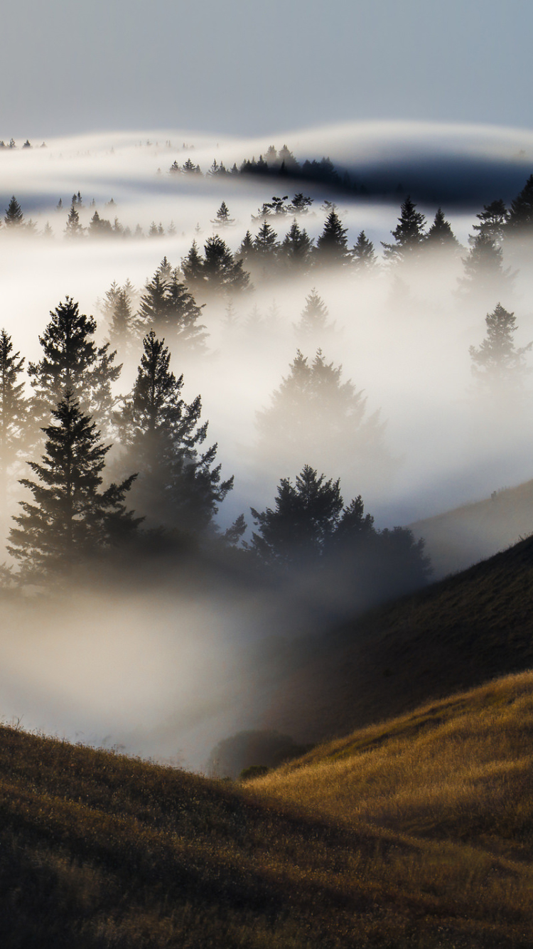 Handy-Wallpaper Landschaft, Natur, Baum, Nebel, Erde/natur kostenlos herunterladen.