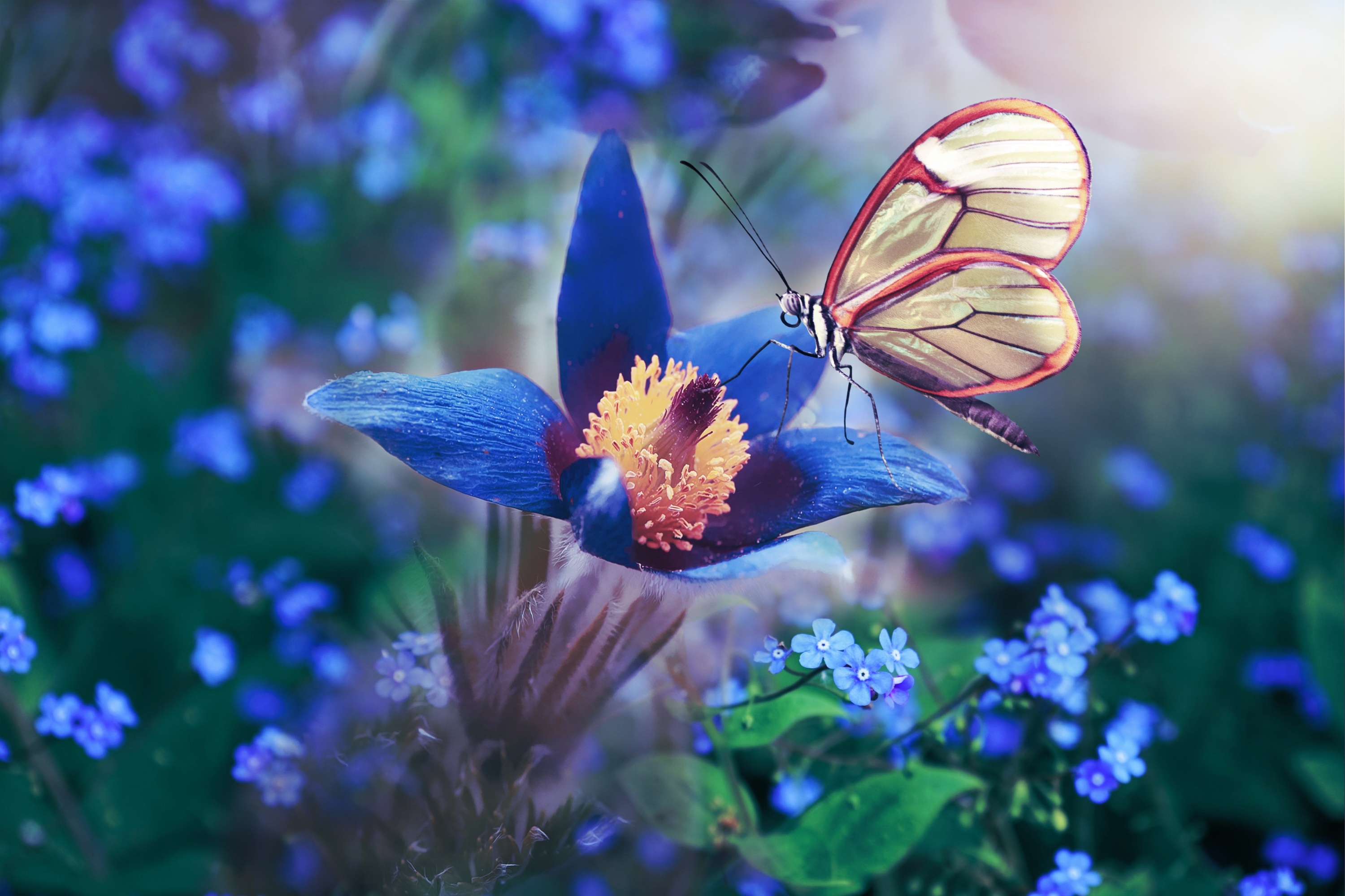 971442 descargar imagen naturaleza, animales, mariposa, anémona, flor azul, flor, insecto, macrofotografía: fondos de pantalla y protectores de pantalla gratis