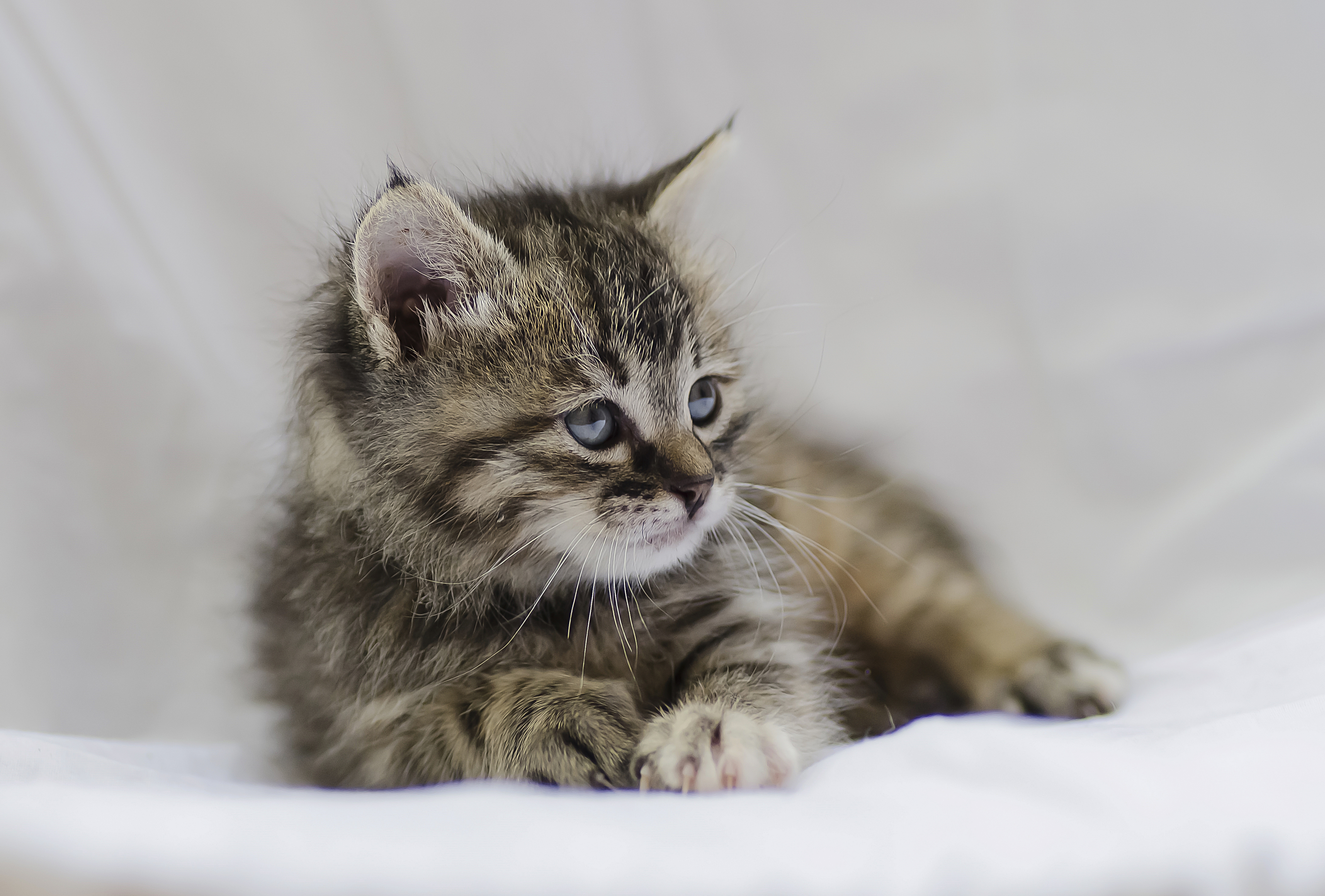 Téléchargez gratuitement l'image Animaux, Chats, Chat, Chaton, Bébé Animal sur le bureau de votre PC