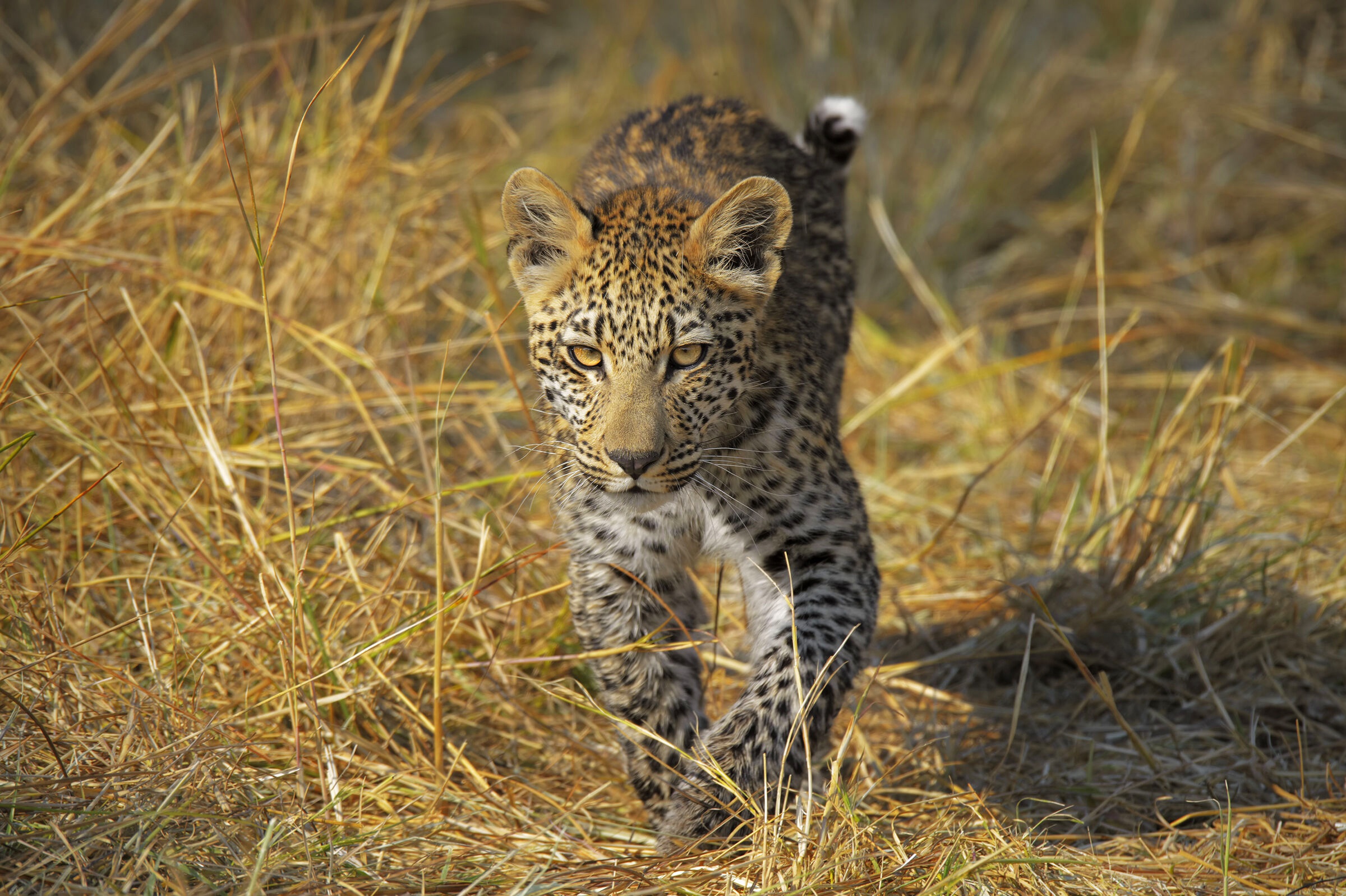 Download mobile wallpaper Cats, Leopard, Animal for free.