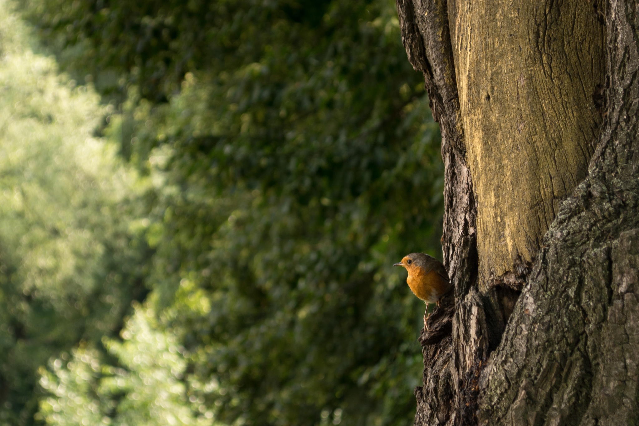 Descarga gratuita de fondo de pantalla para móvil de Animales, Aves, Ave.